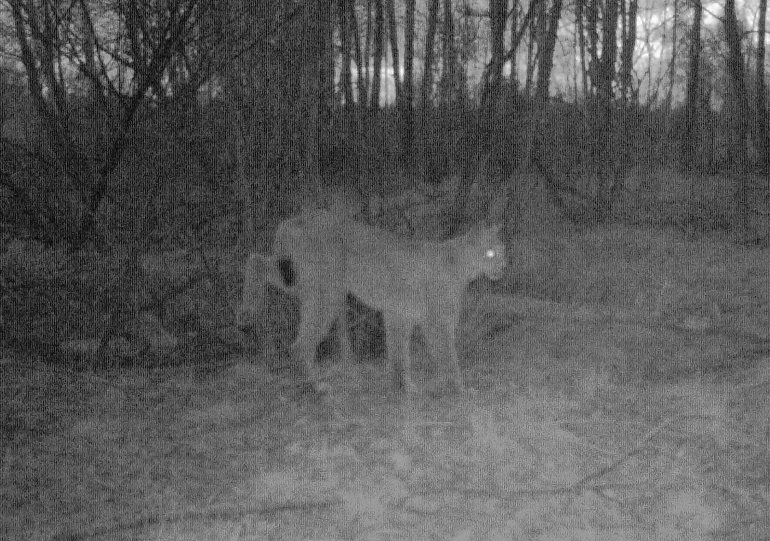 Eurasian Lynx