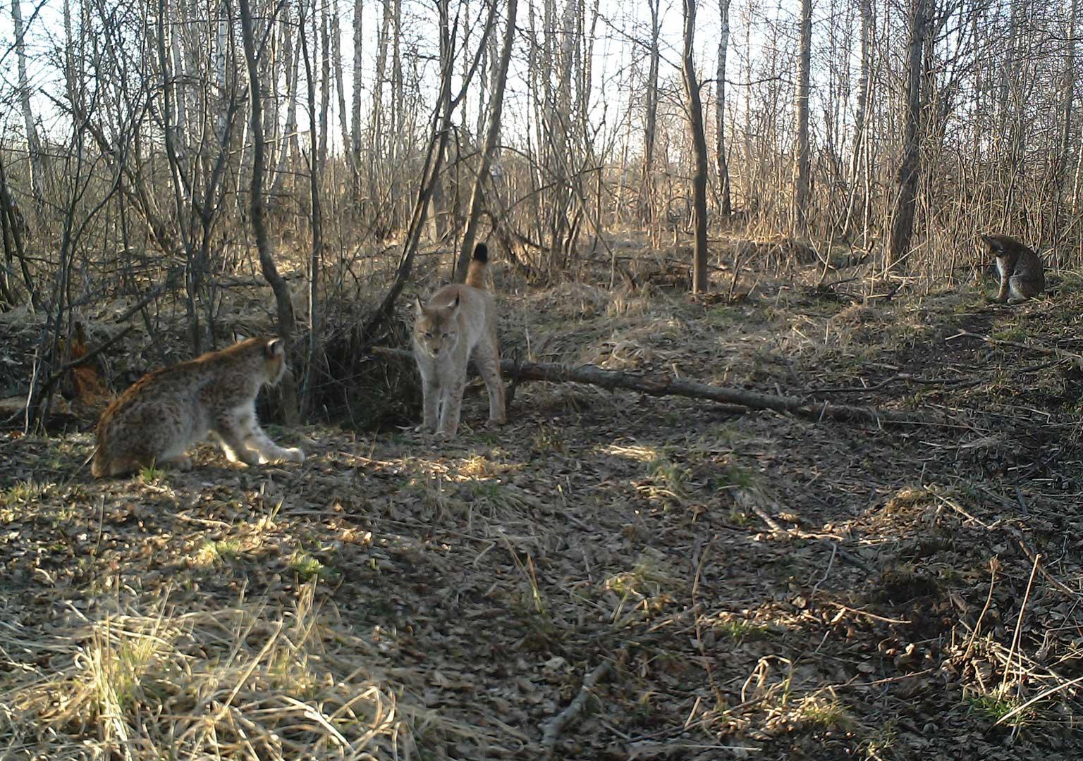 Eurasian Lynx