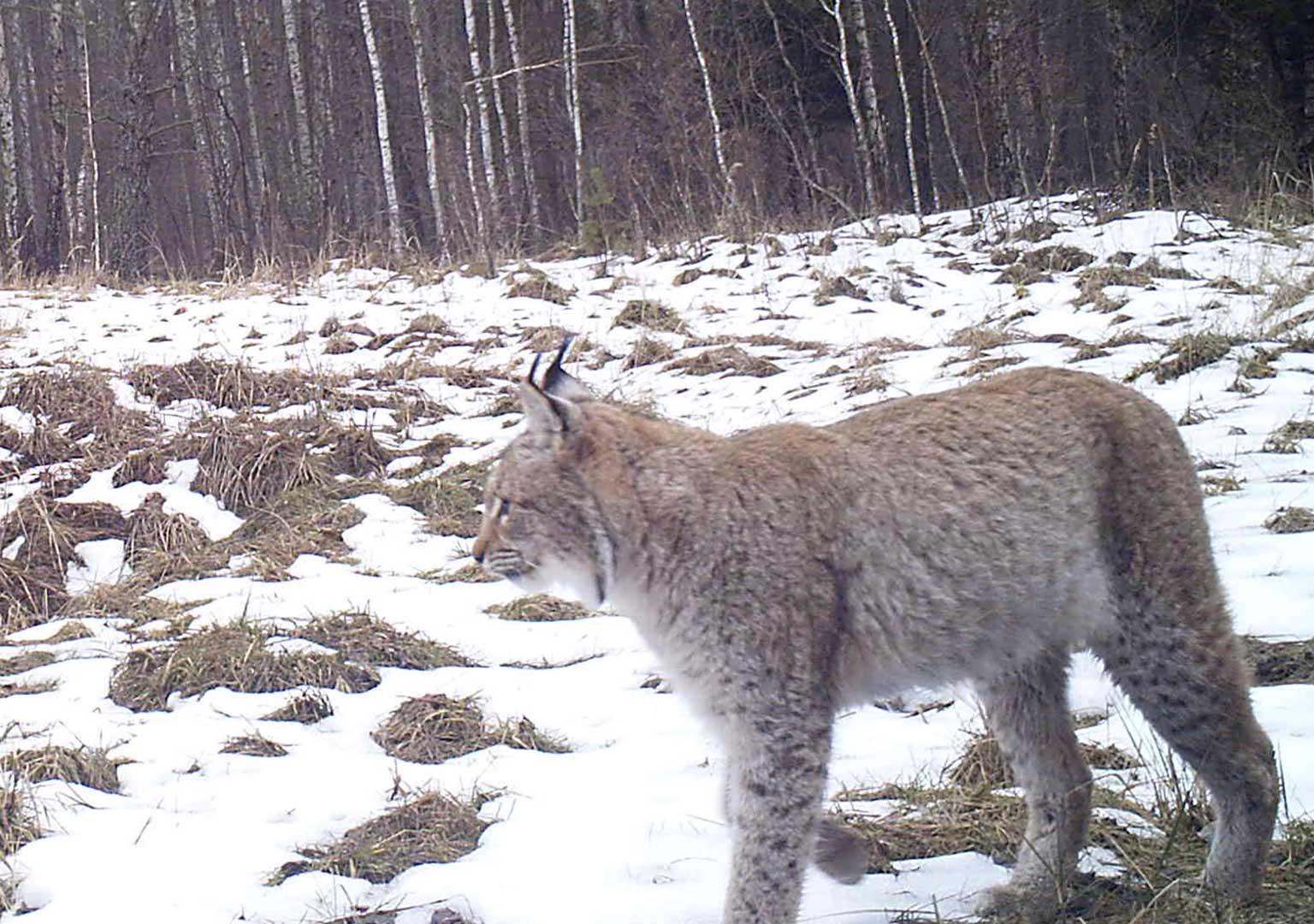 Eurasian Lynx