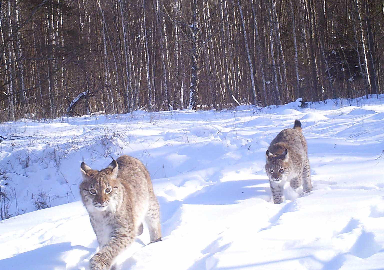 Eurasian Lynx