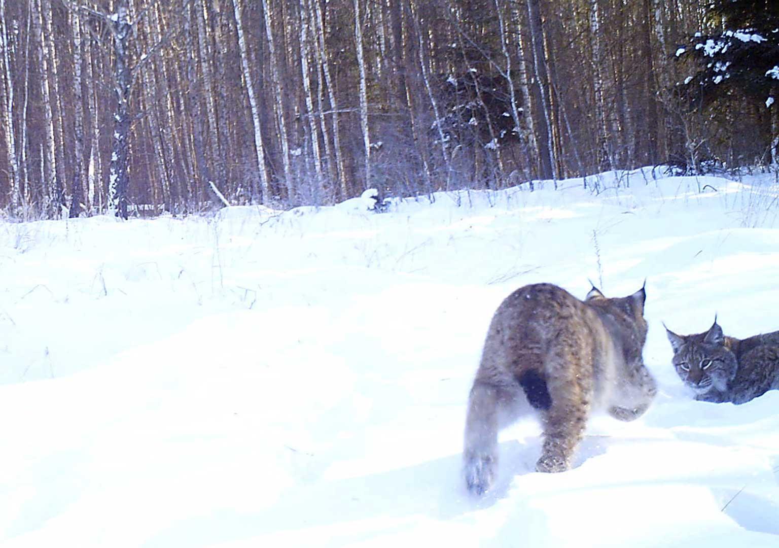 Eurasian Lynx