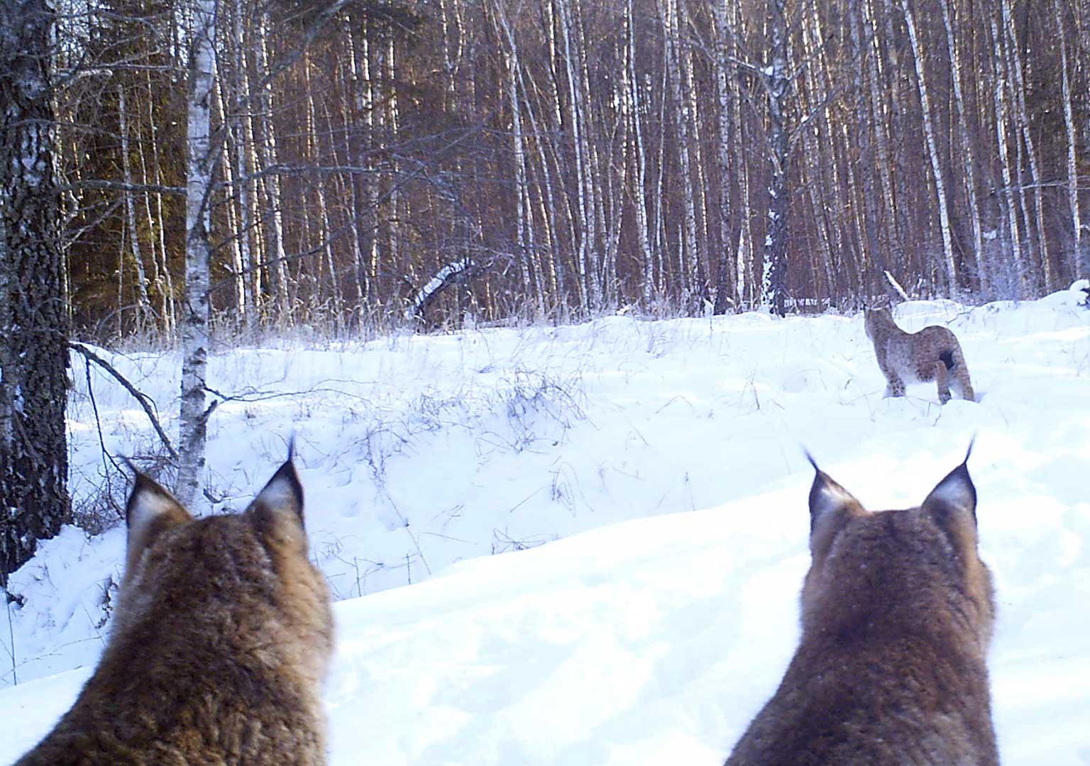 Eurasian Lynx