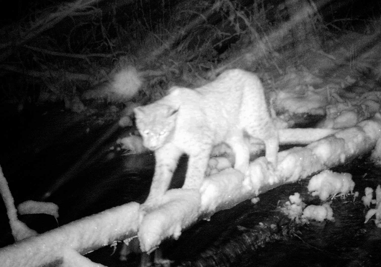 Eurasian Lynx