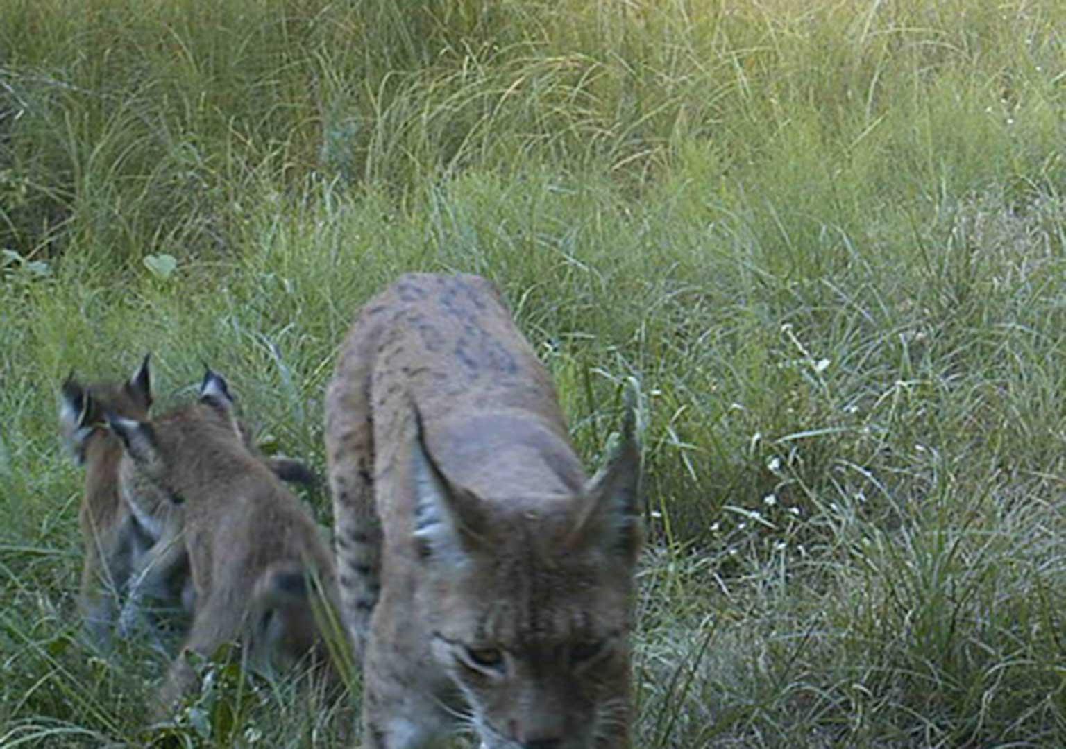 Eurasian Lynx