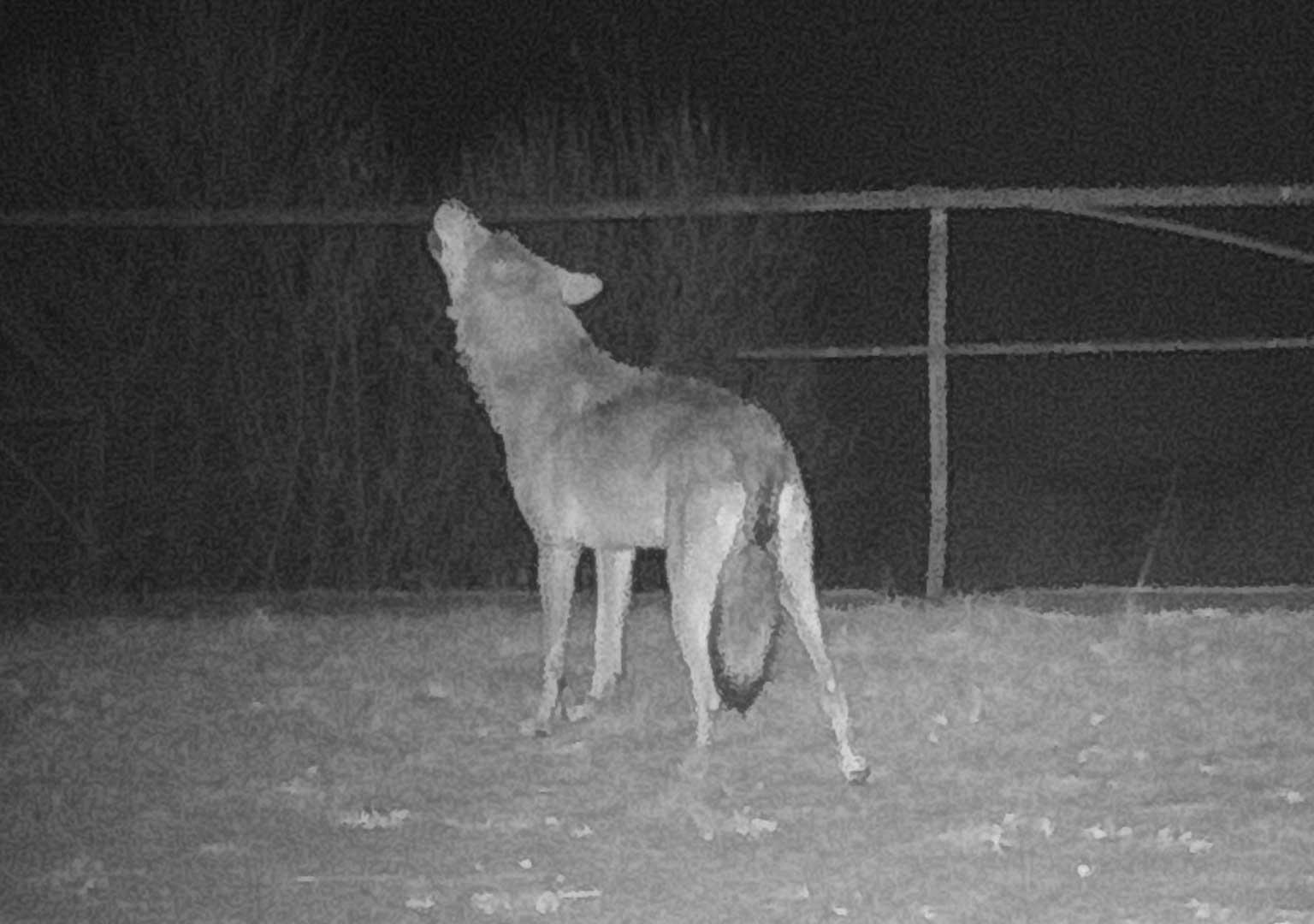 European grey wolf (Canis lupus lupus)