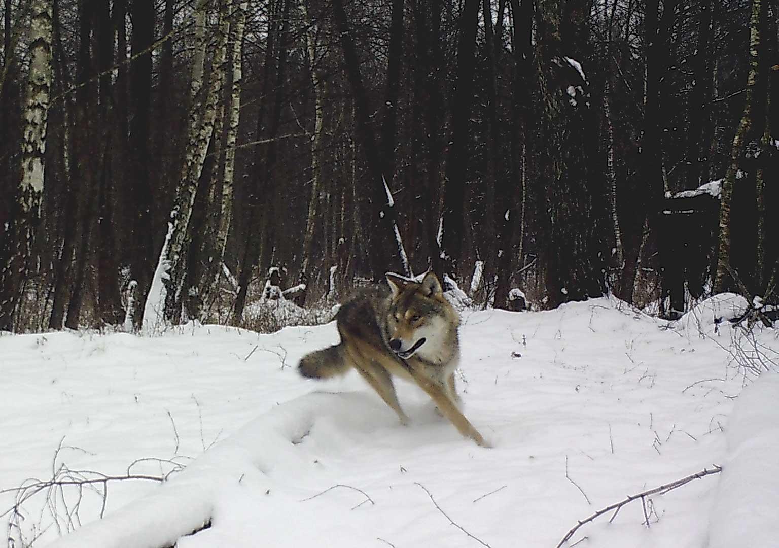 European grey wolf (Canis lupus lupus)