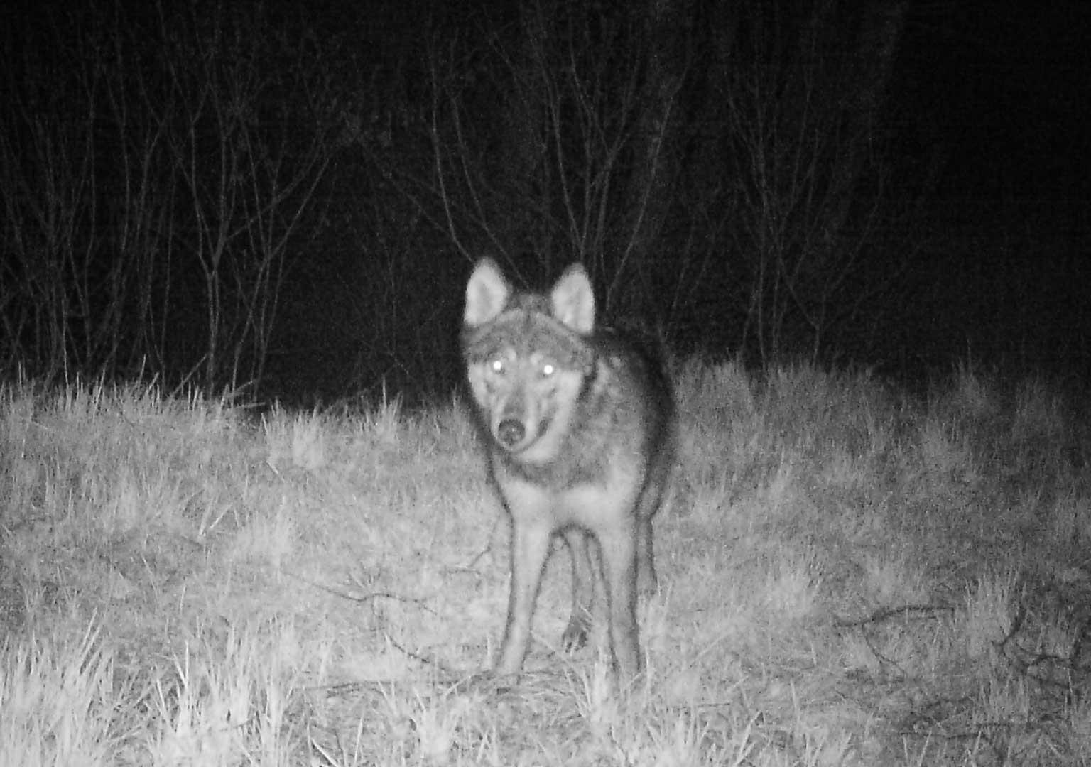 European grey wolf (Canis lupus lupus)