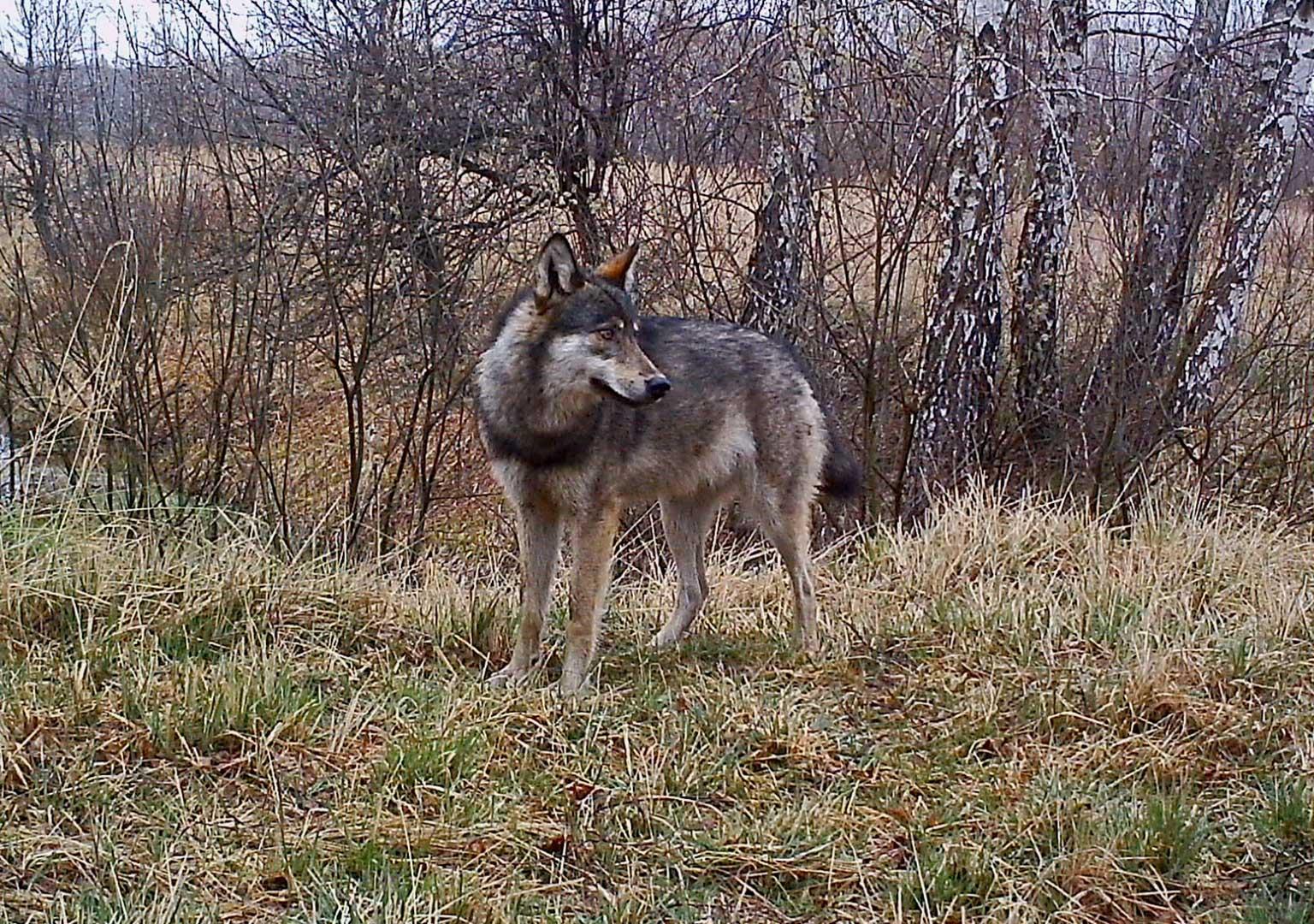 European grey wolf (Canis lupus lupus)