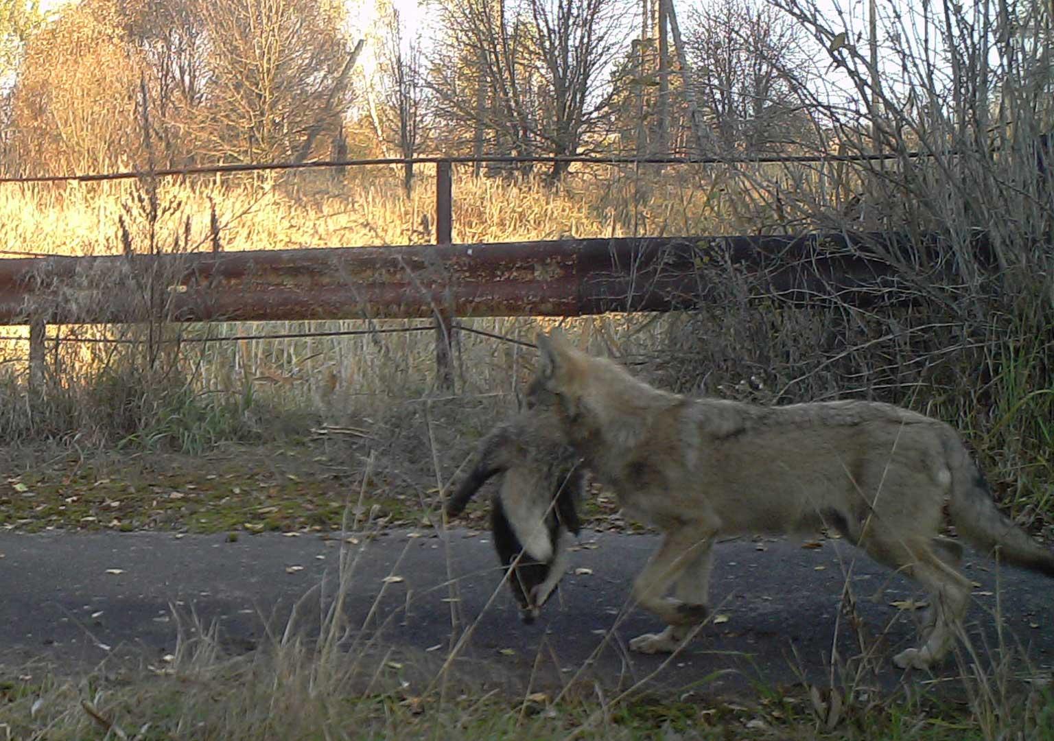 European grey wolf (Canis lupus lupus)