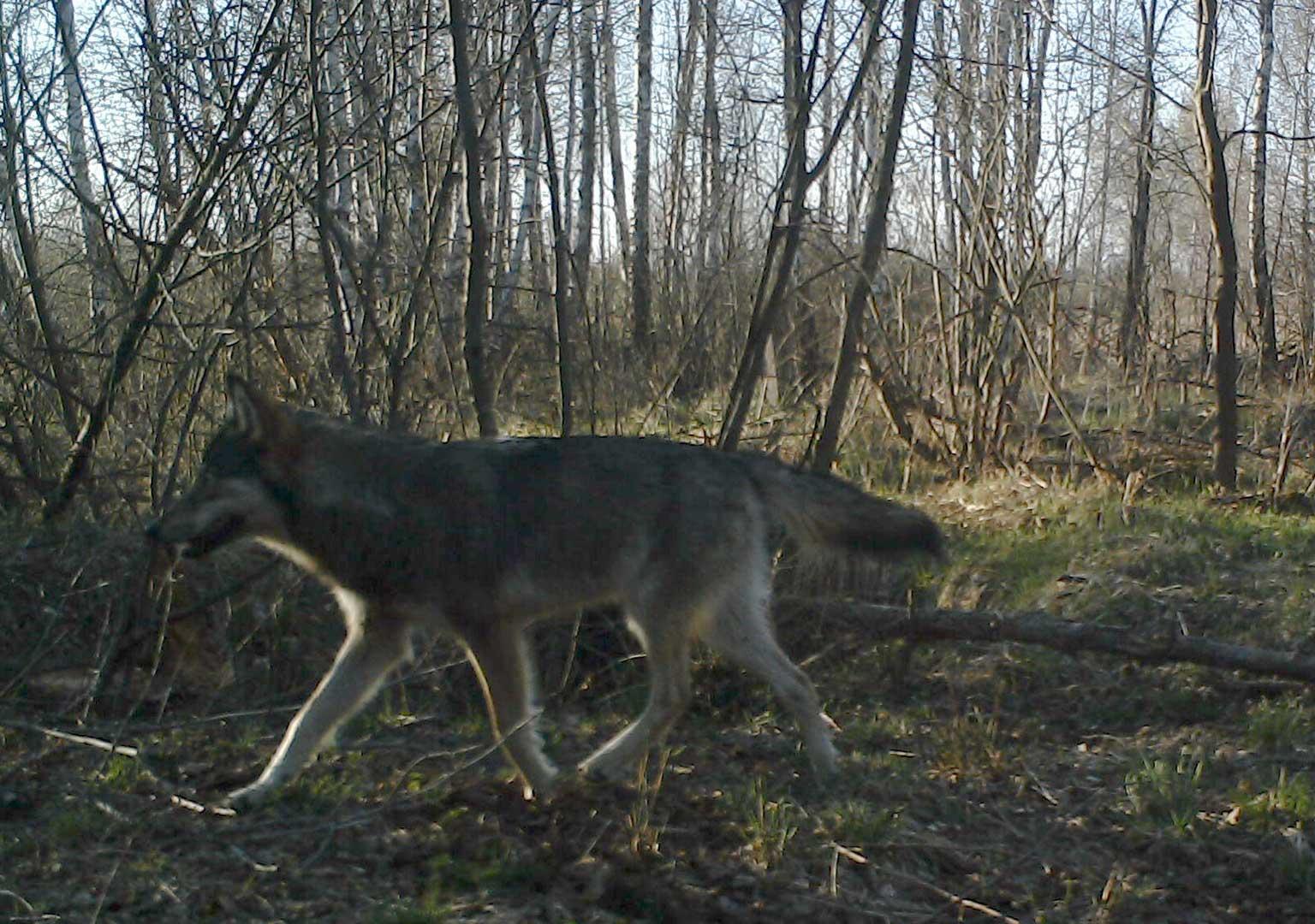 European grey wolf (Canis lupus lupus)