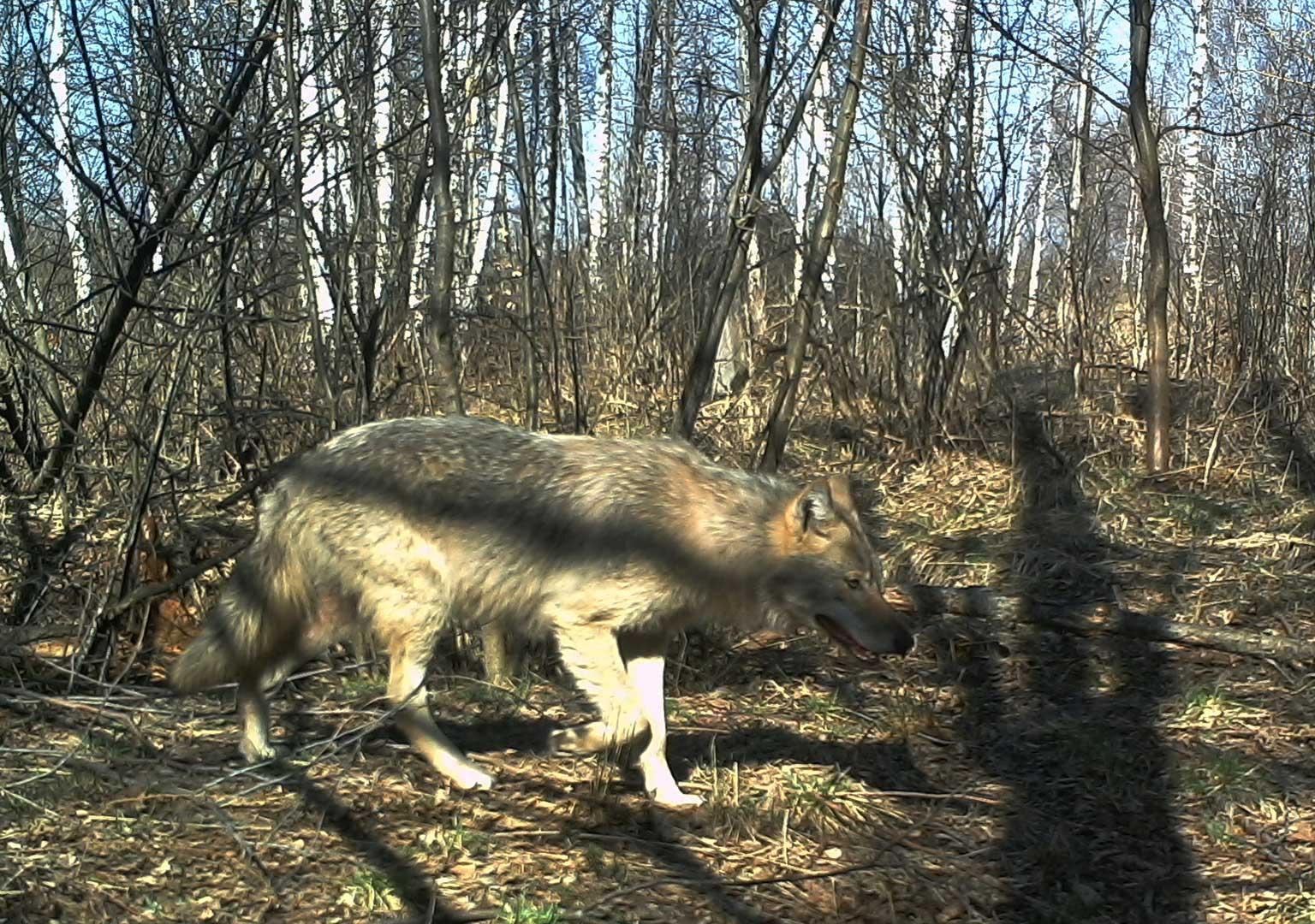 European grey wolf (Canis lupus lupus)