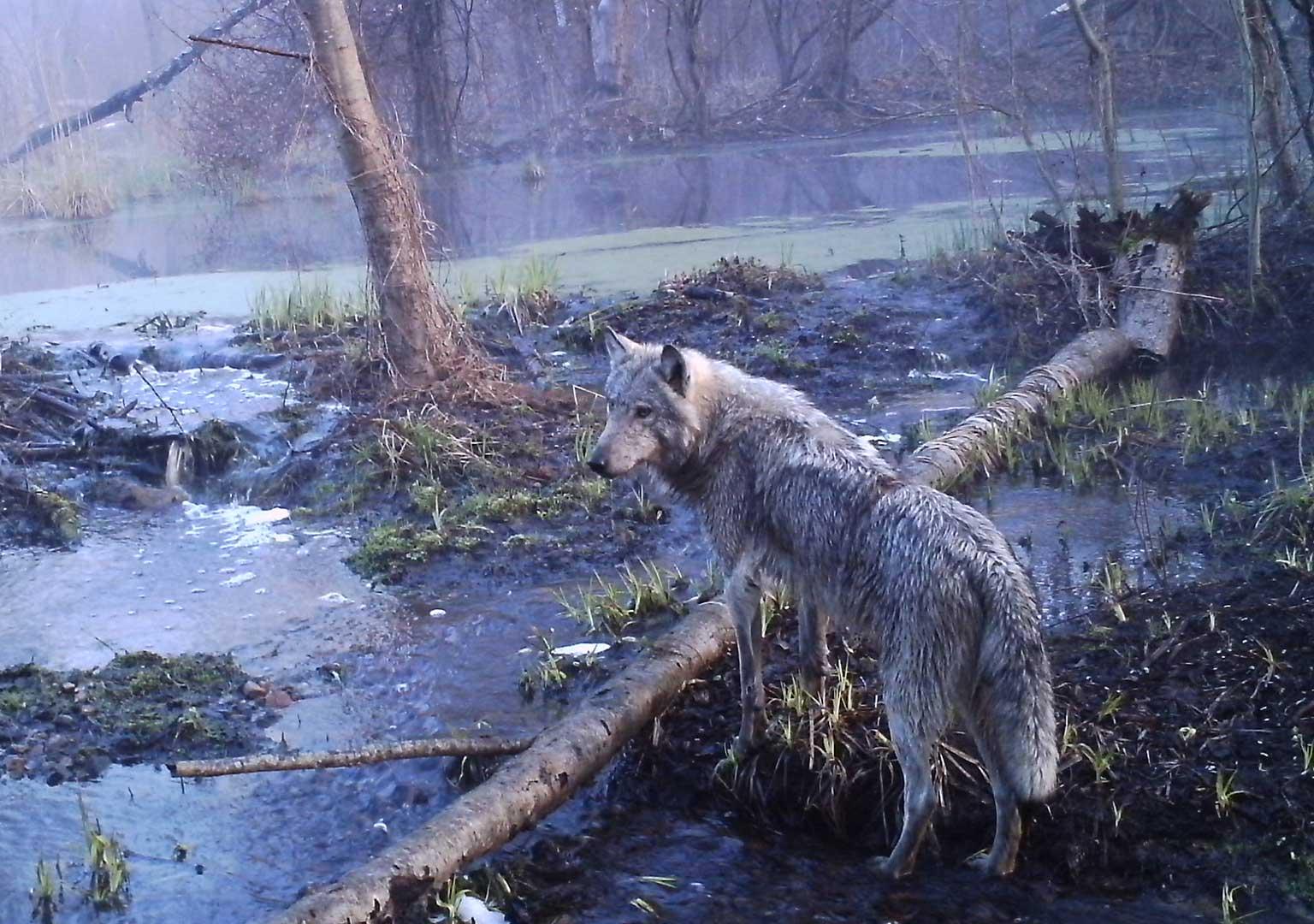 European grey wolf (Canis lupus lupus)