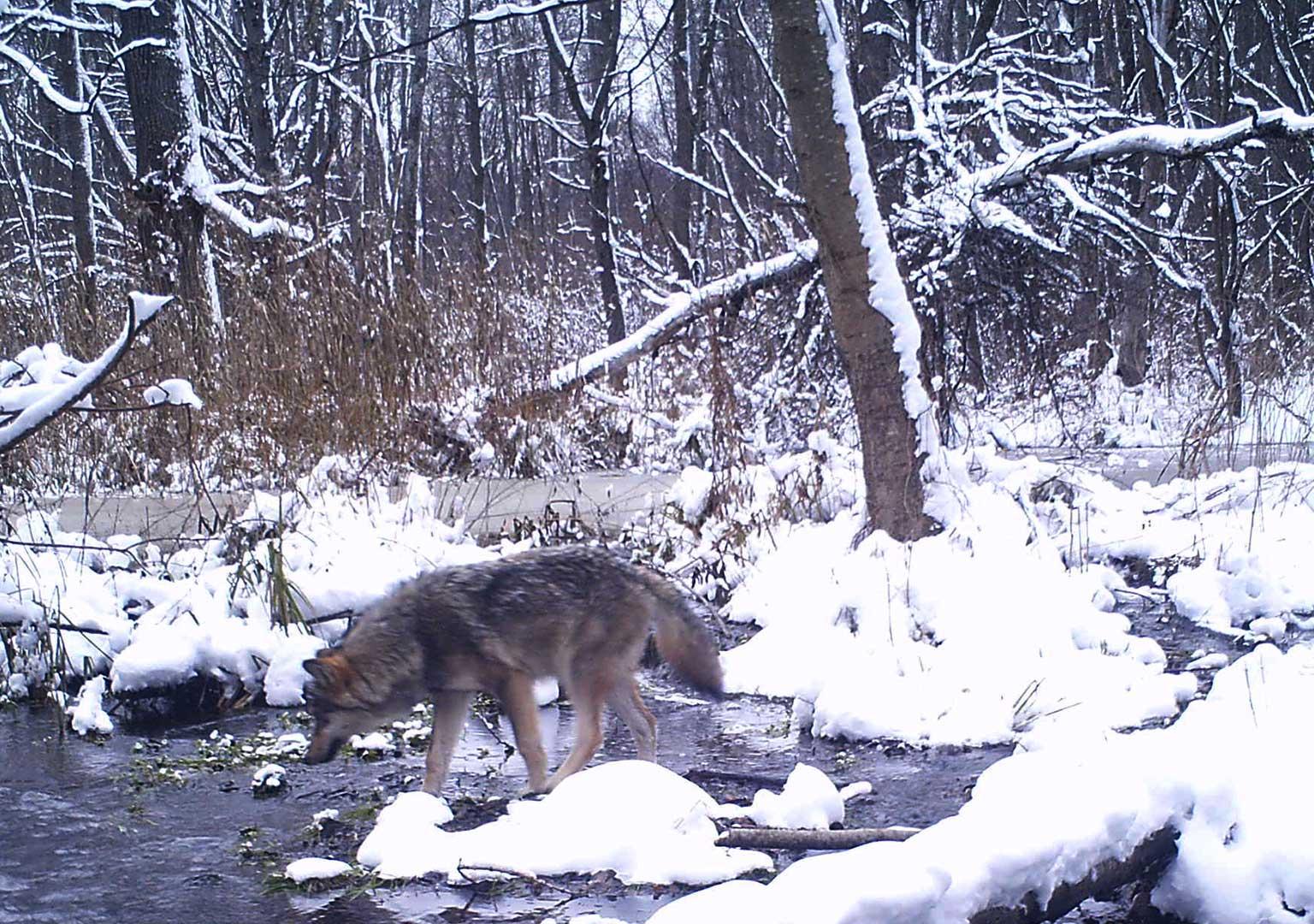 European grey wolf (Canis lupus lupus)