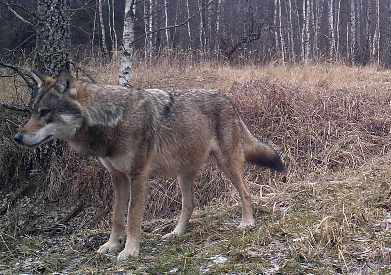 European grey wolf (Canis lupus lupus)