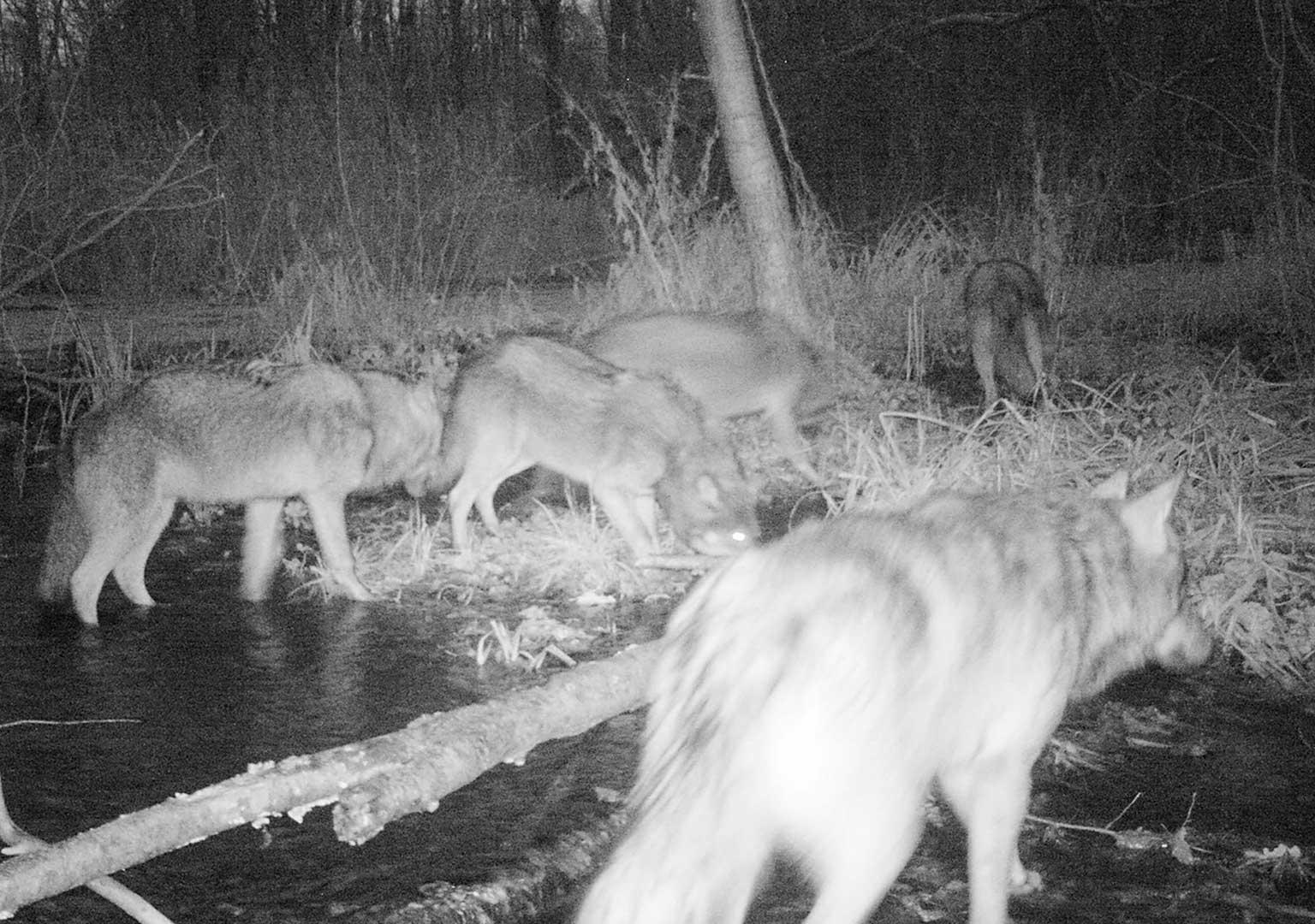 European grey wolf (Canis lupus lupus)