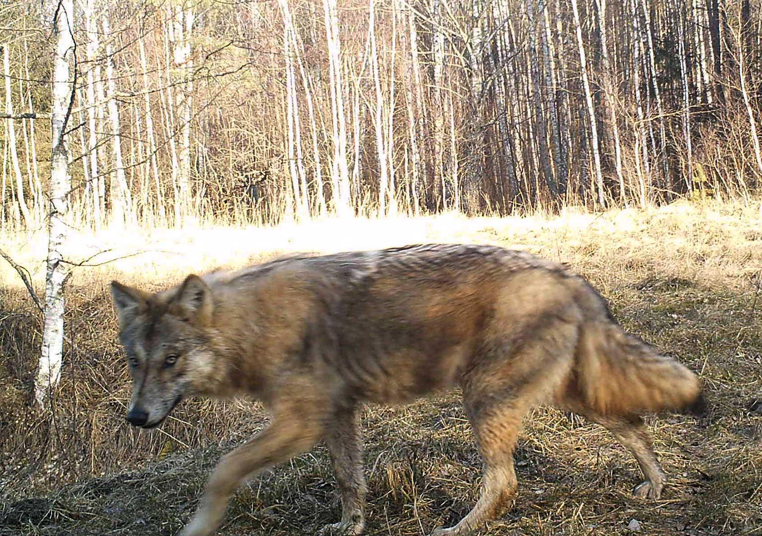 European grey wolf (Canis lupus lupus)