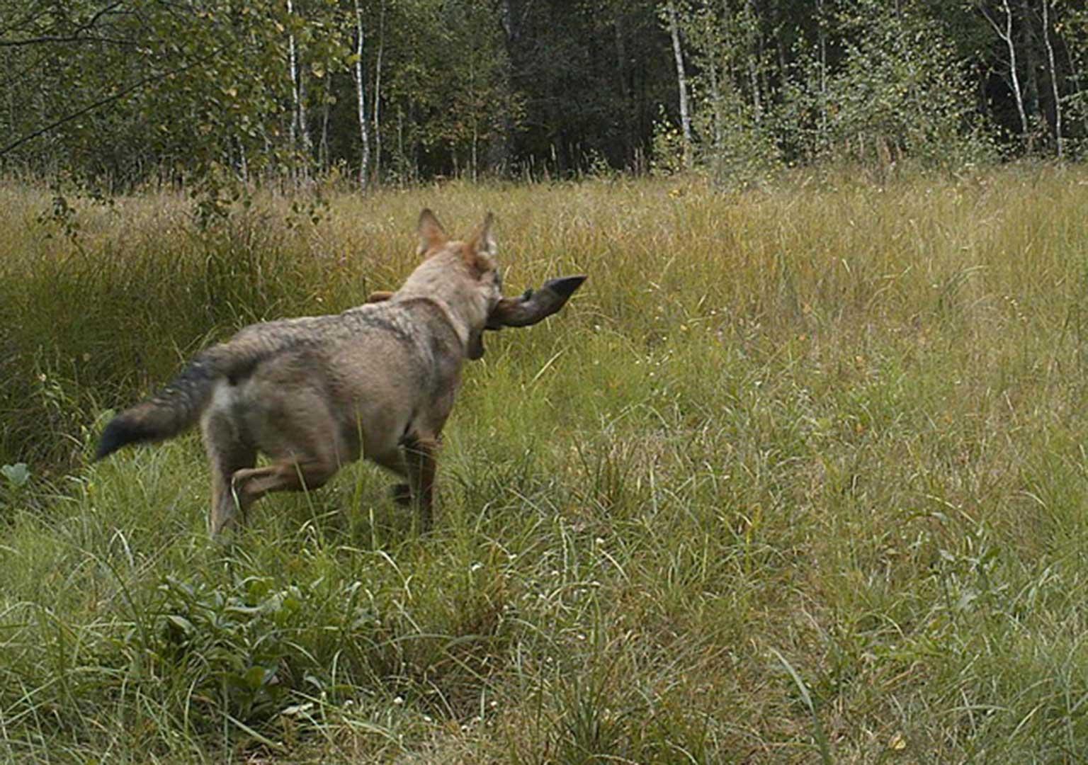 European grey wolf (Canis lupus lupus)