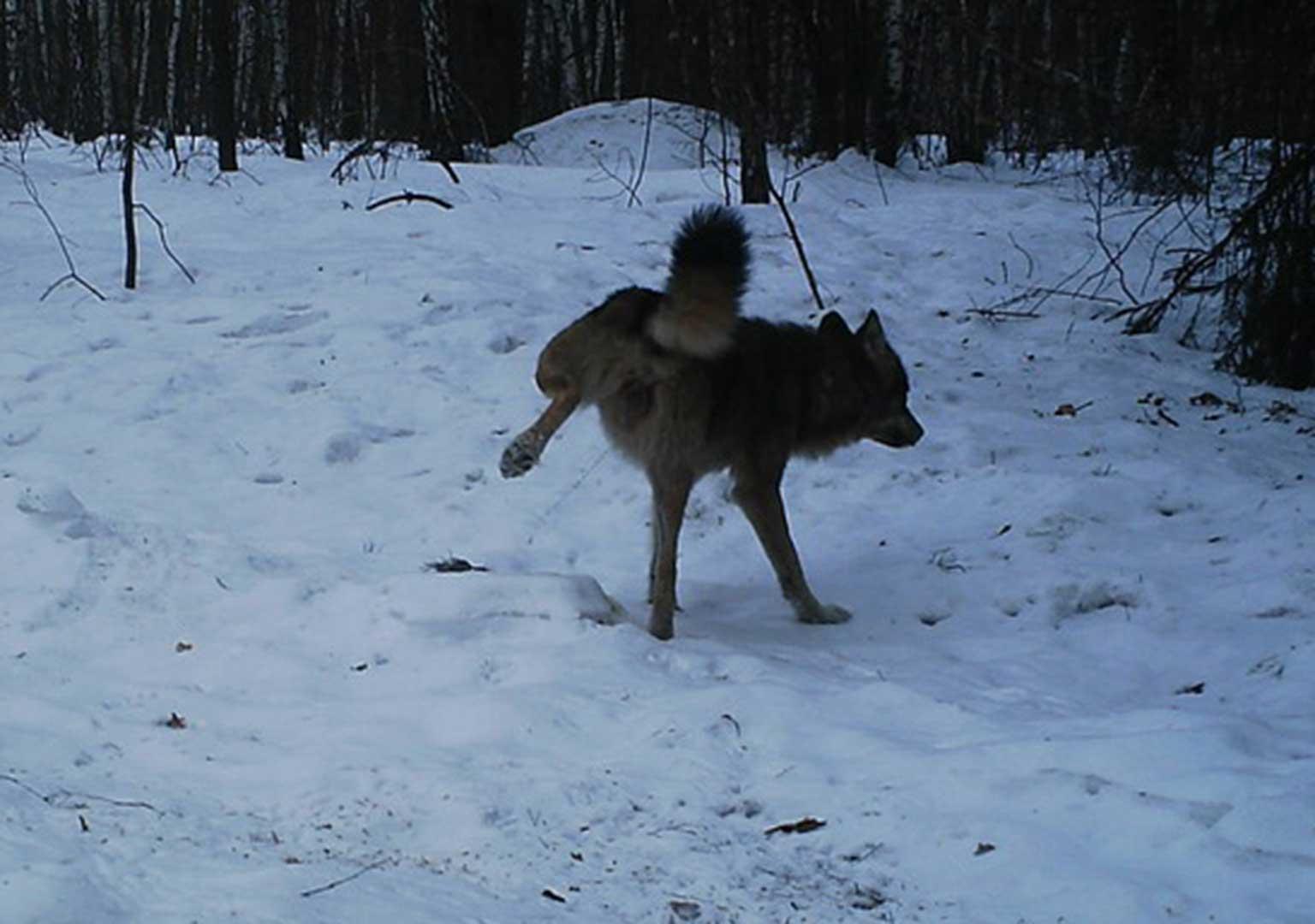 European grey wolf (Canis lupus lupus)