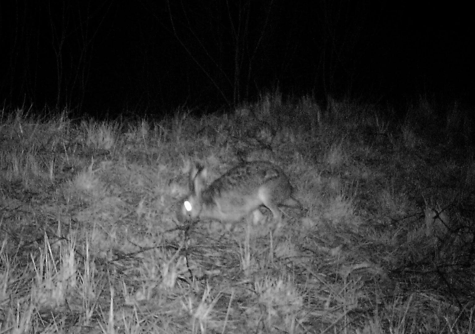 European hare (Lepus europaeus)