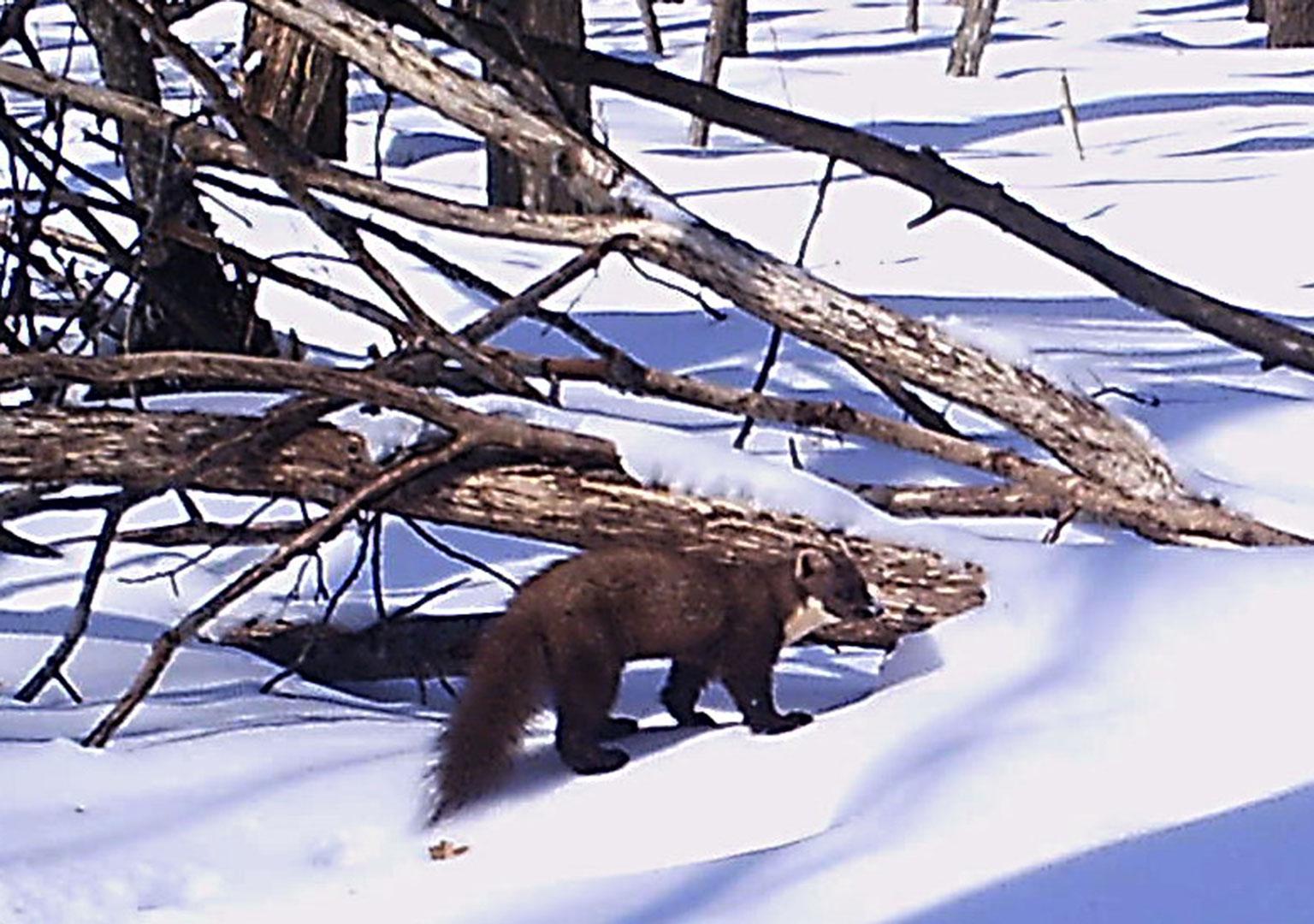 European pine marten (Martes martes)