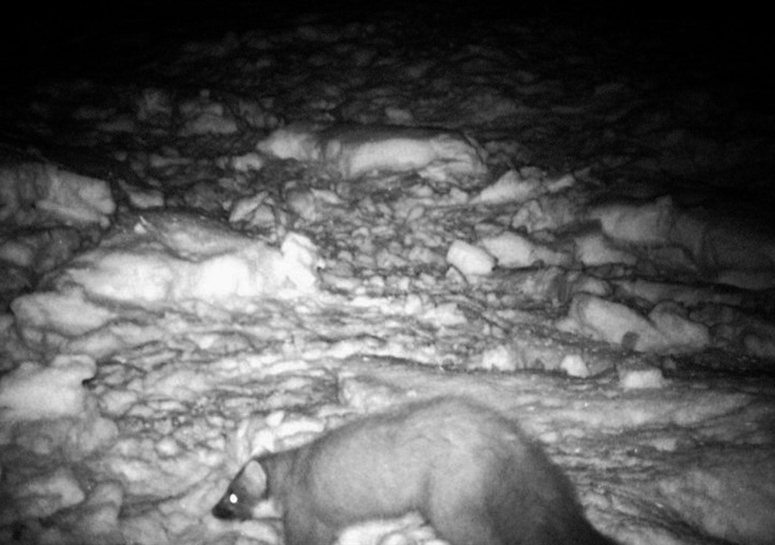 European pine marten (Martes martes)