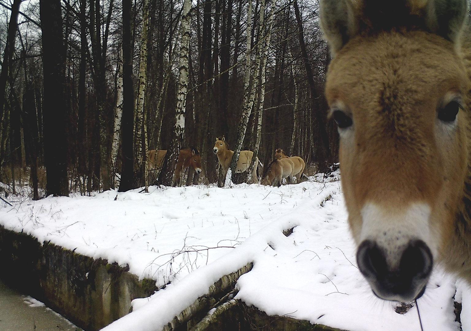 Przewalski's horse (Equus ferus przewalskii)