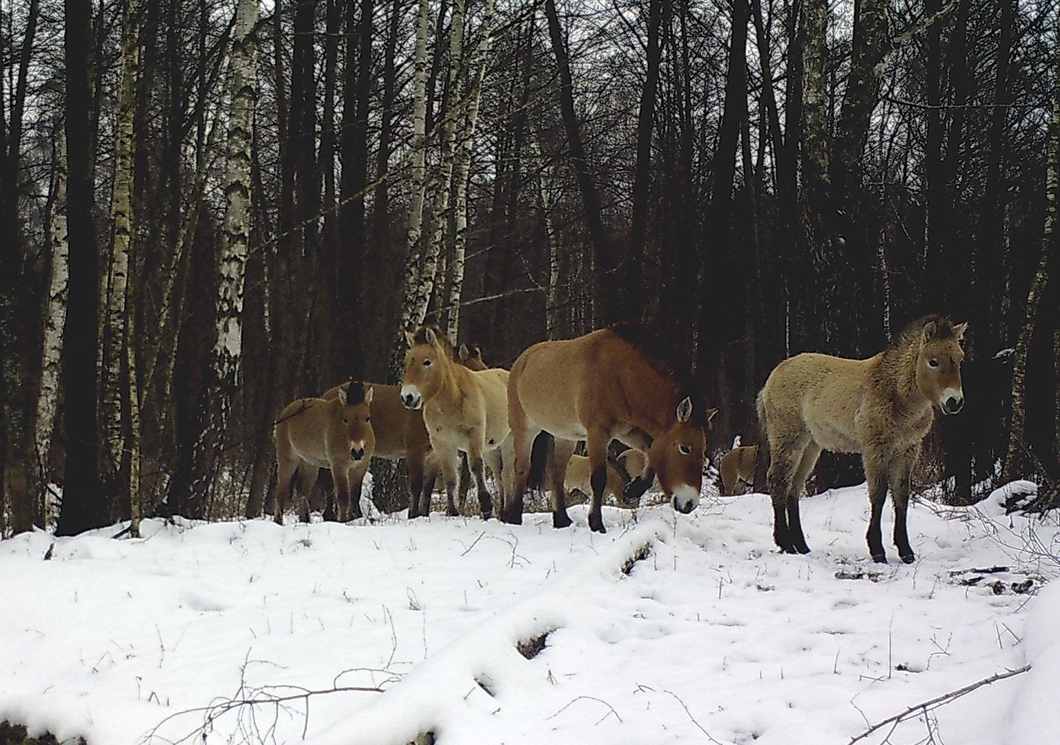 Przewalski's horse (Equus ferus przewalskii)