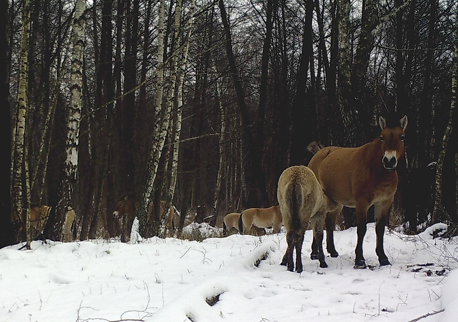 Przewalski's horse (Equus ferus przewalskii)