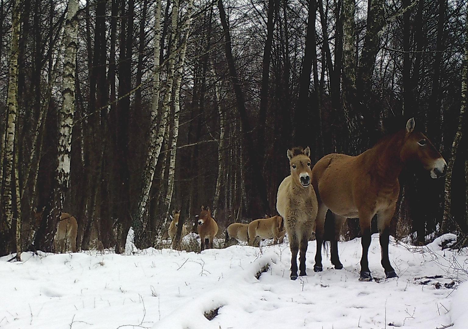 Przewalski's horse (Equus ferus przewalskii)