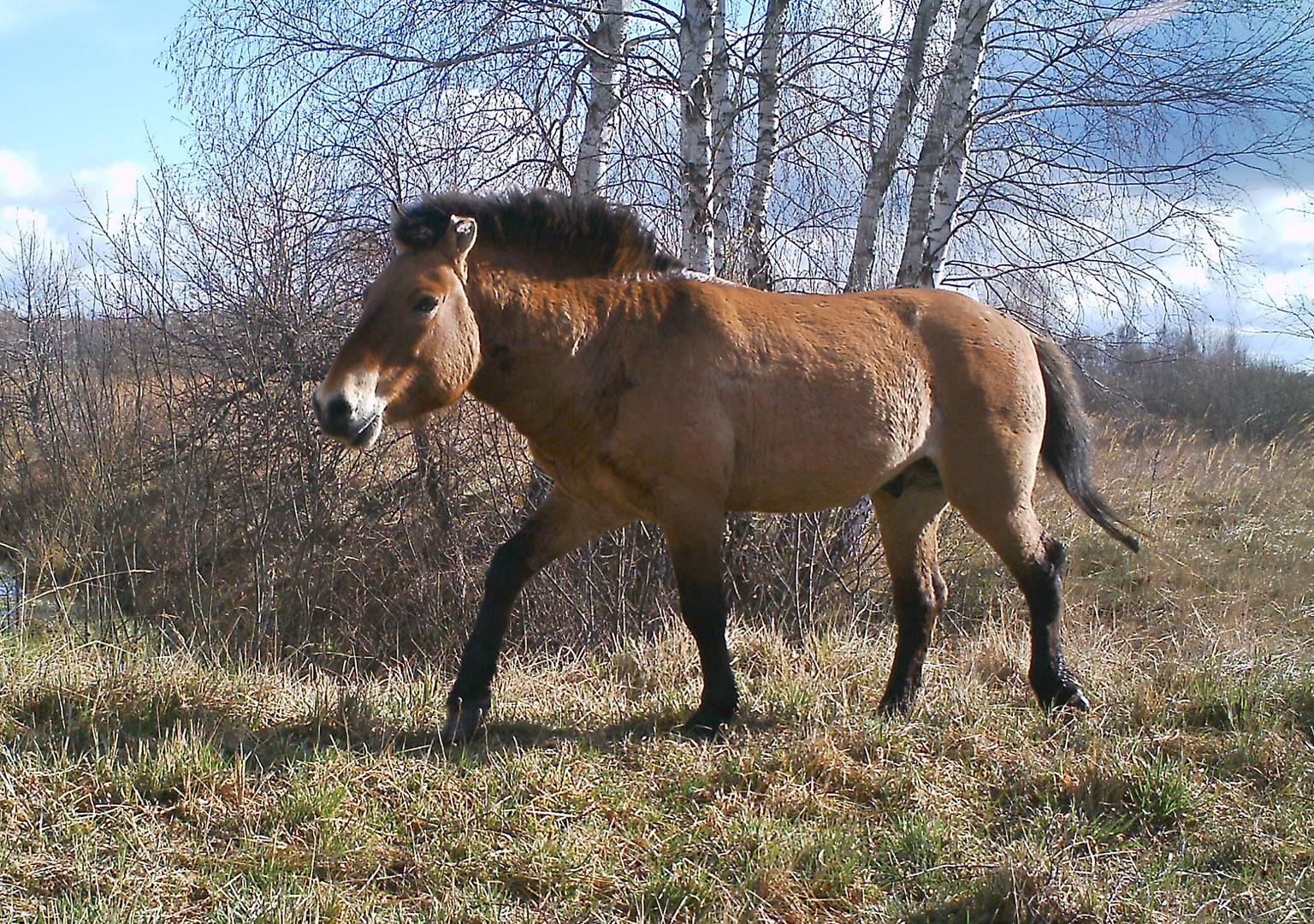 Przewalski's horse (Equus ferus przewalskii)