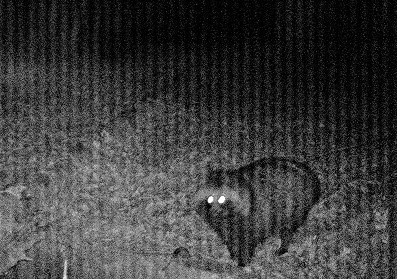 Racoon dog (Nyctereutes procyonoides)