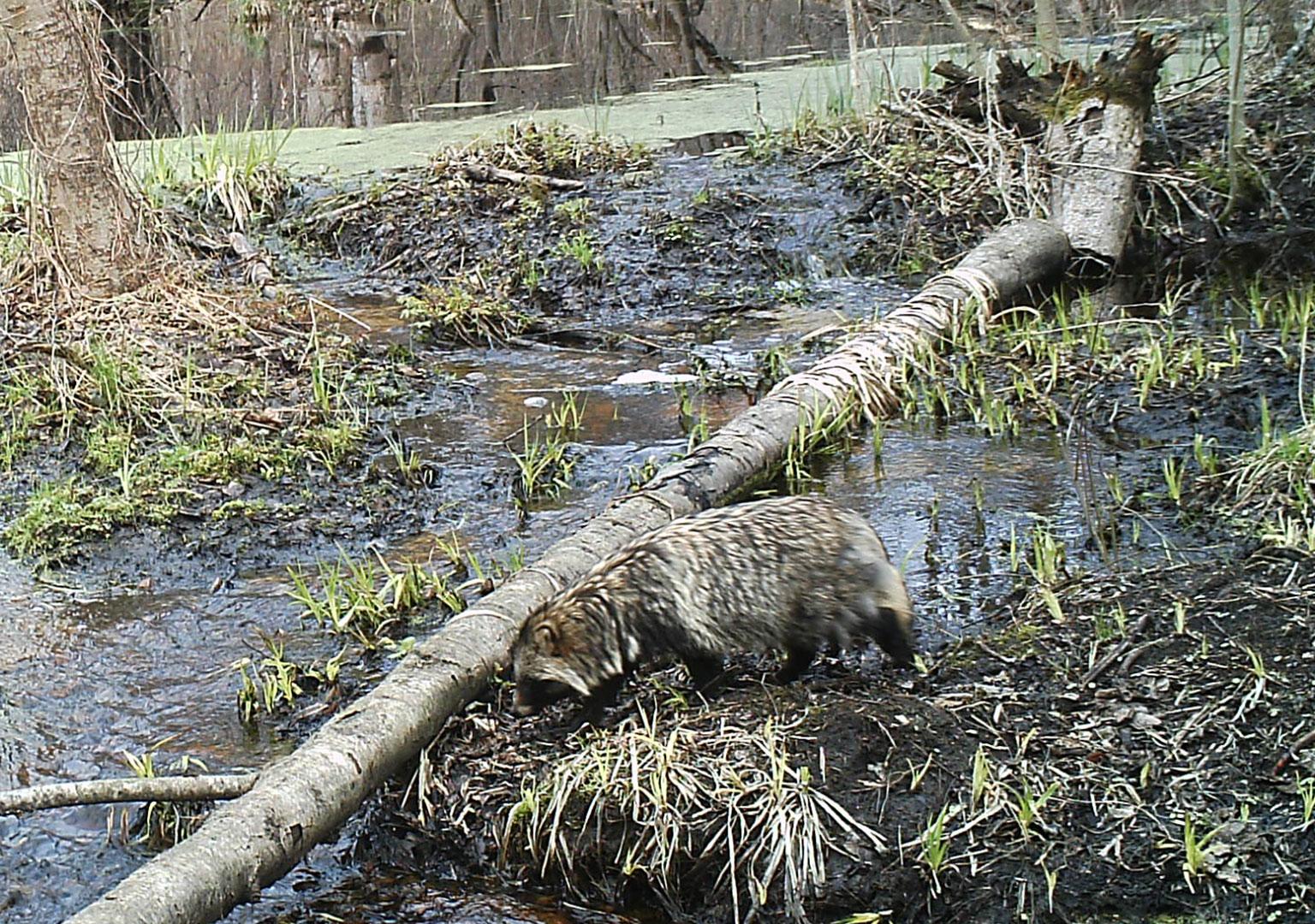 Racoon dog (Nyctereutes procyonoides)