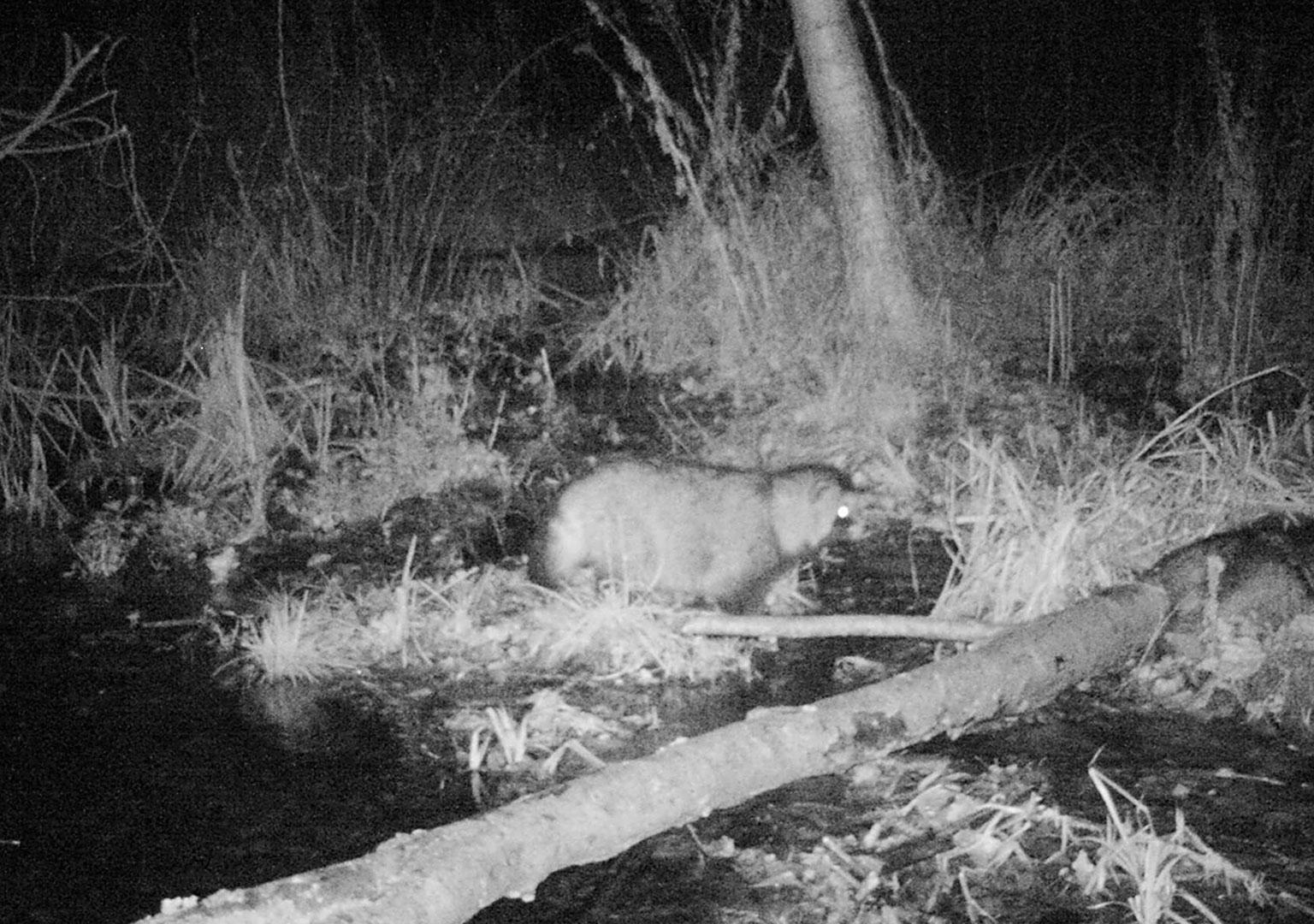 Racoon dog (Nyctereutes procyonoides)