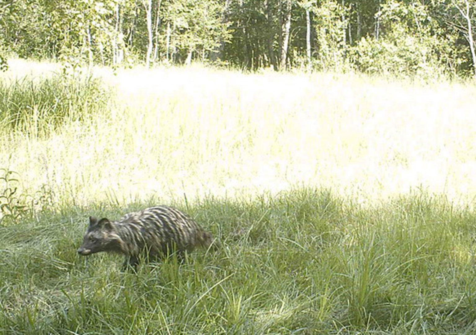 Racoon dog (Nyctereutes procyonoides)