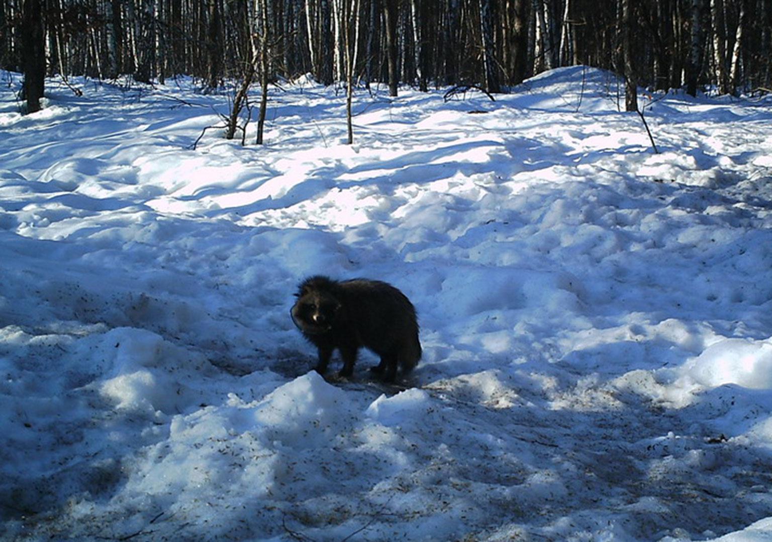 Racoon dog (Nyctereutes procyonoides)