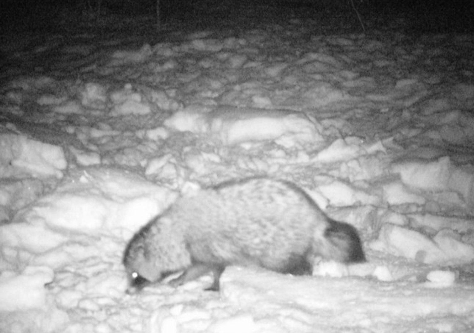 Racoon dog (Nyctereutes procyonoides)