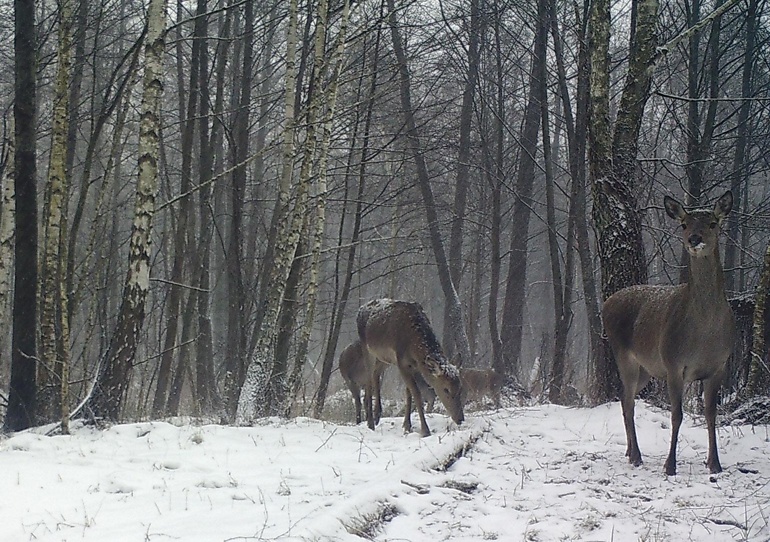 Red deer (Cervus elaphus)