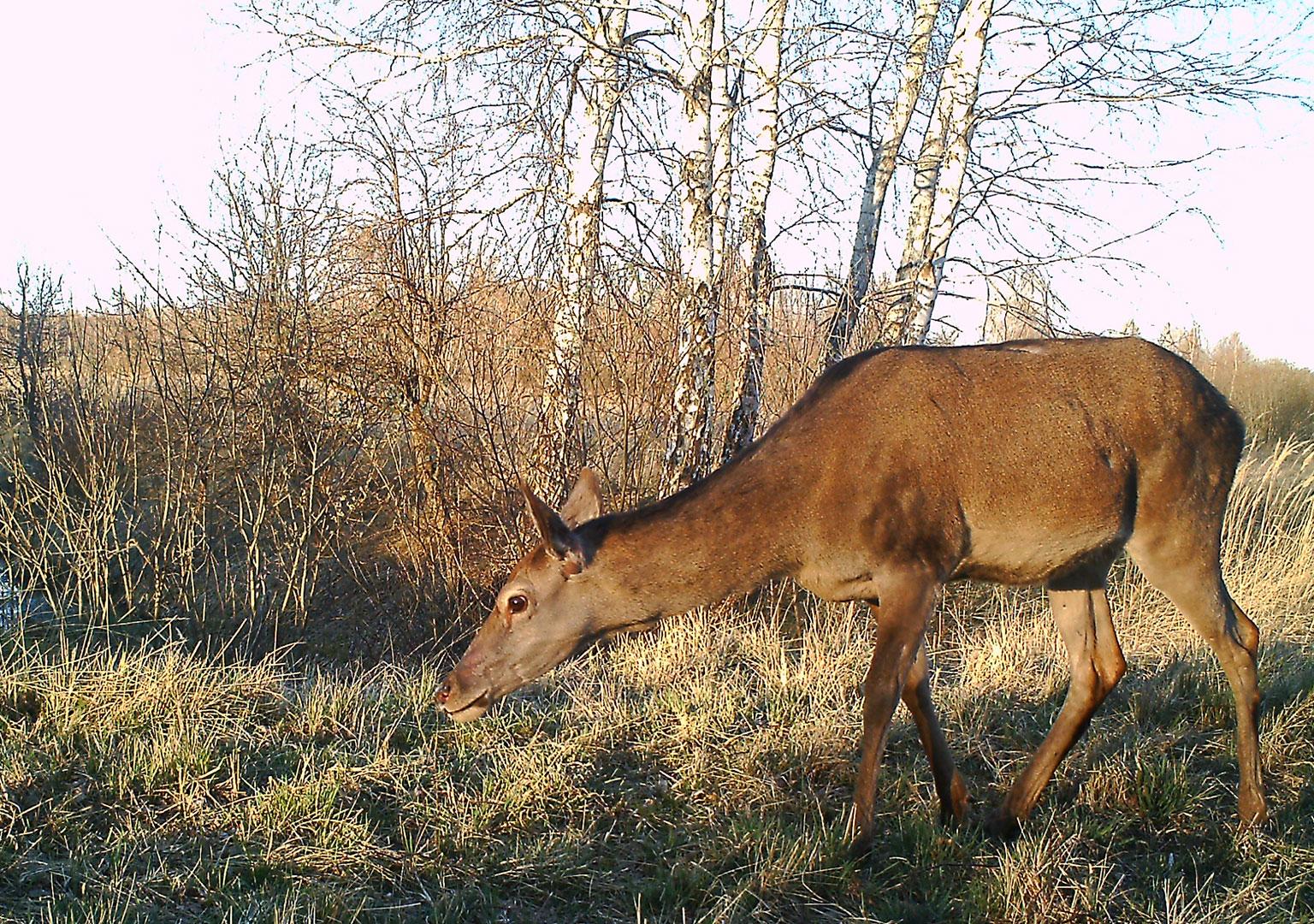 Red deer (Cervus elaphus)