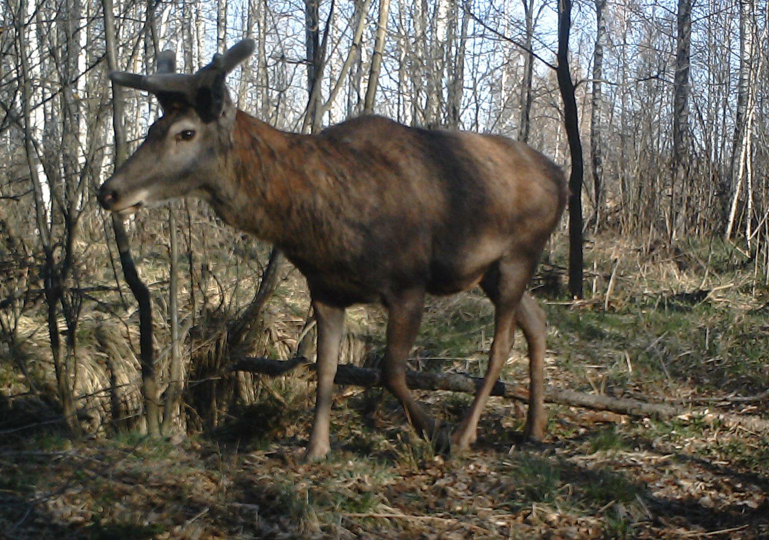 Red deer (Cervus elaphus)