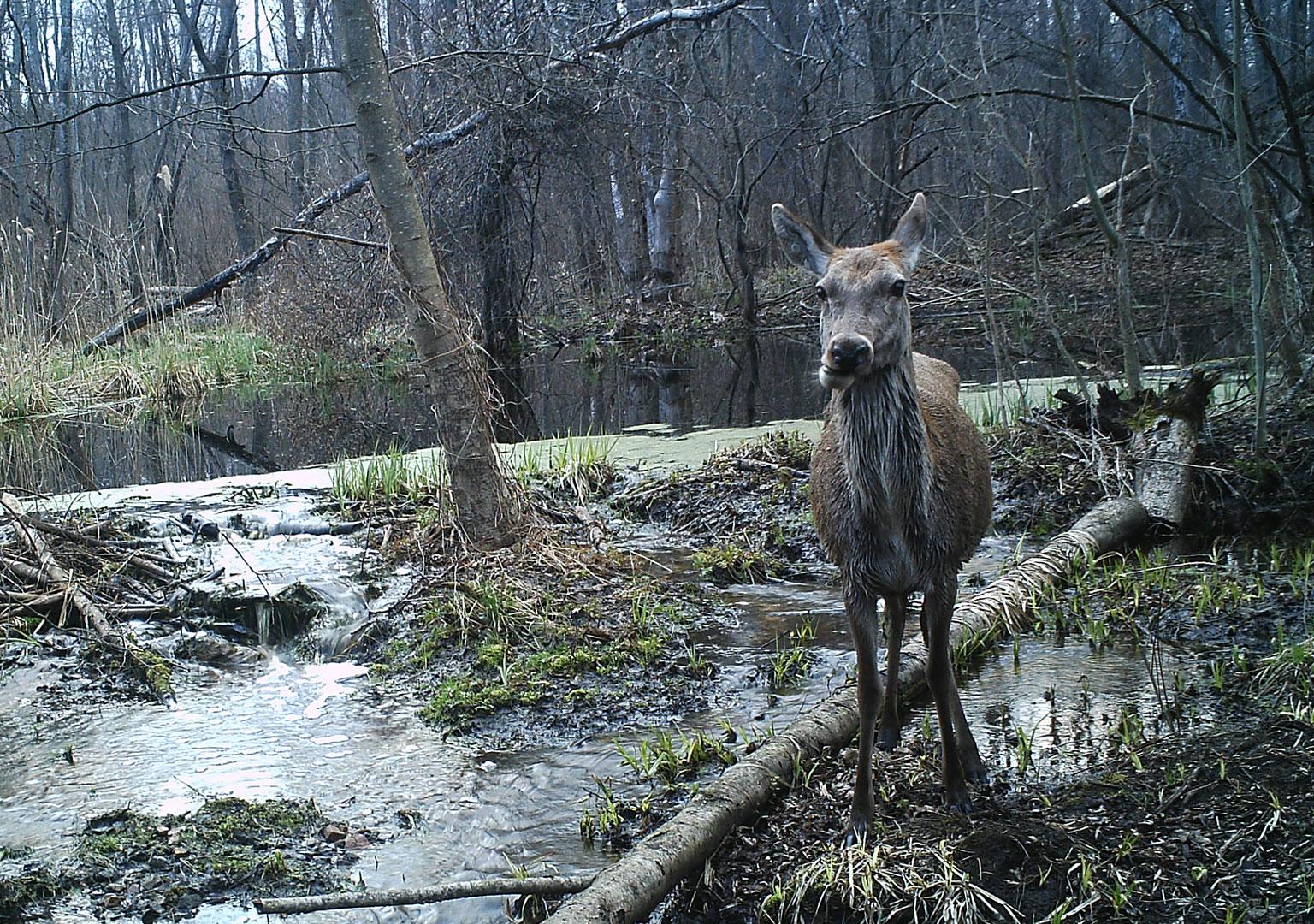 Red deer (Cervus elaphus)