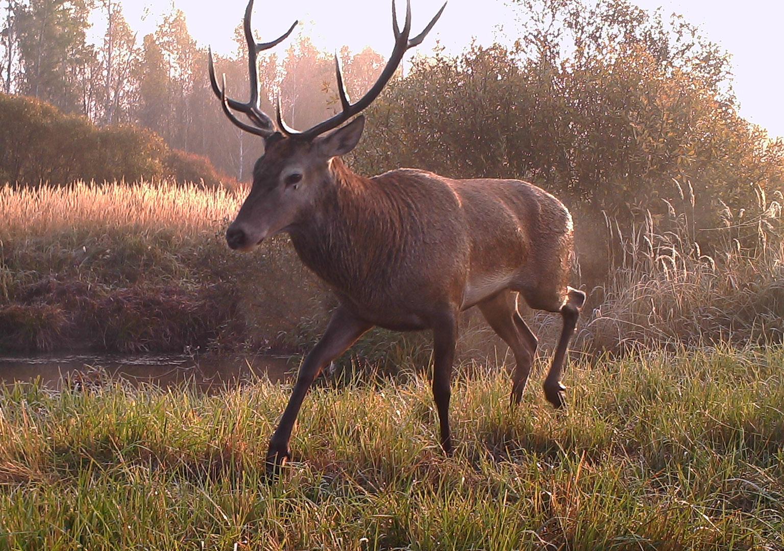 Red deer (Cervus elaphus)