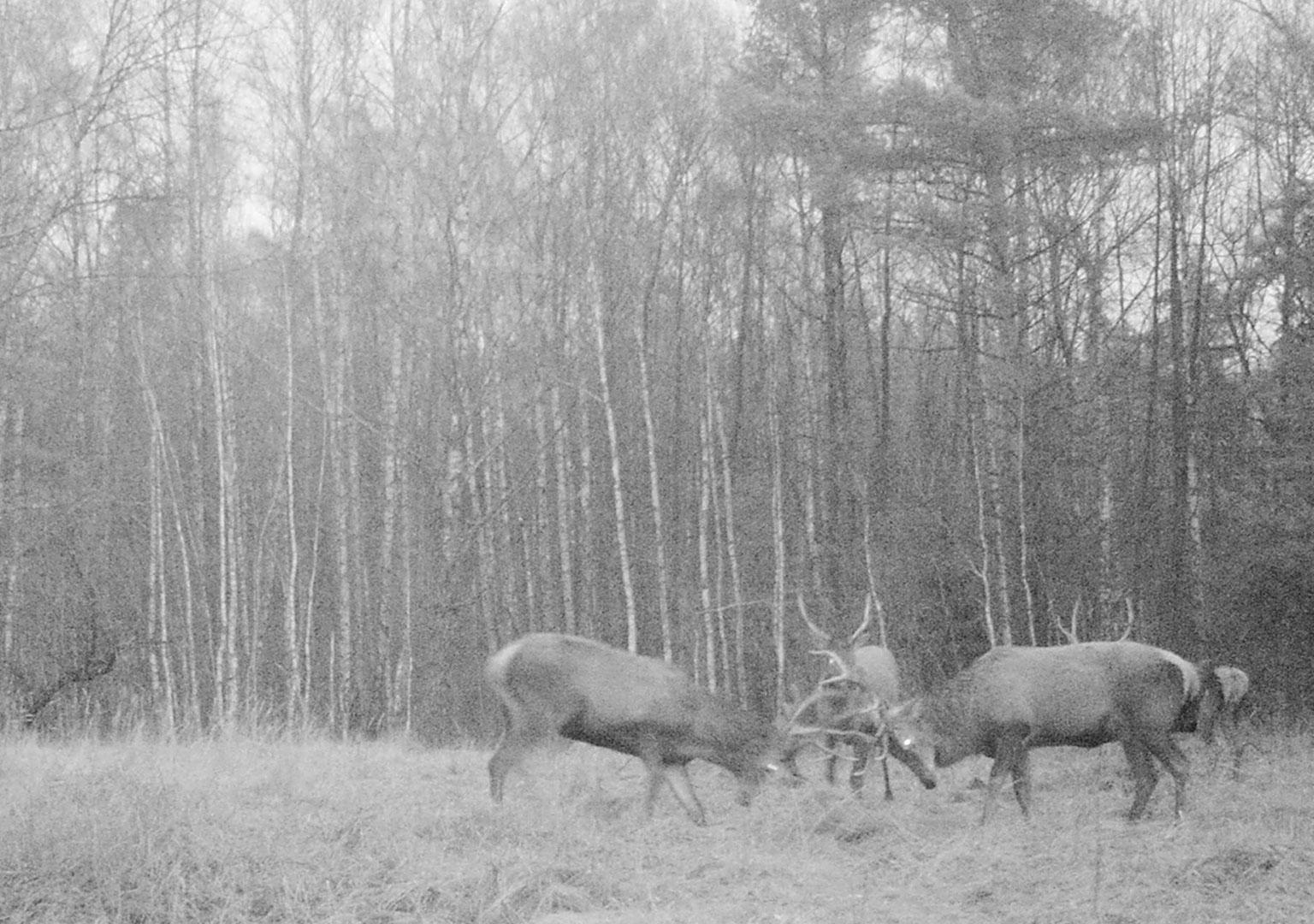 Red deer (Cervus elaphus)