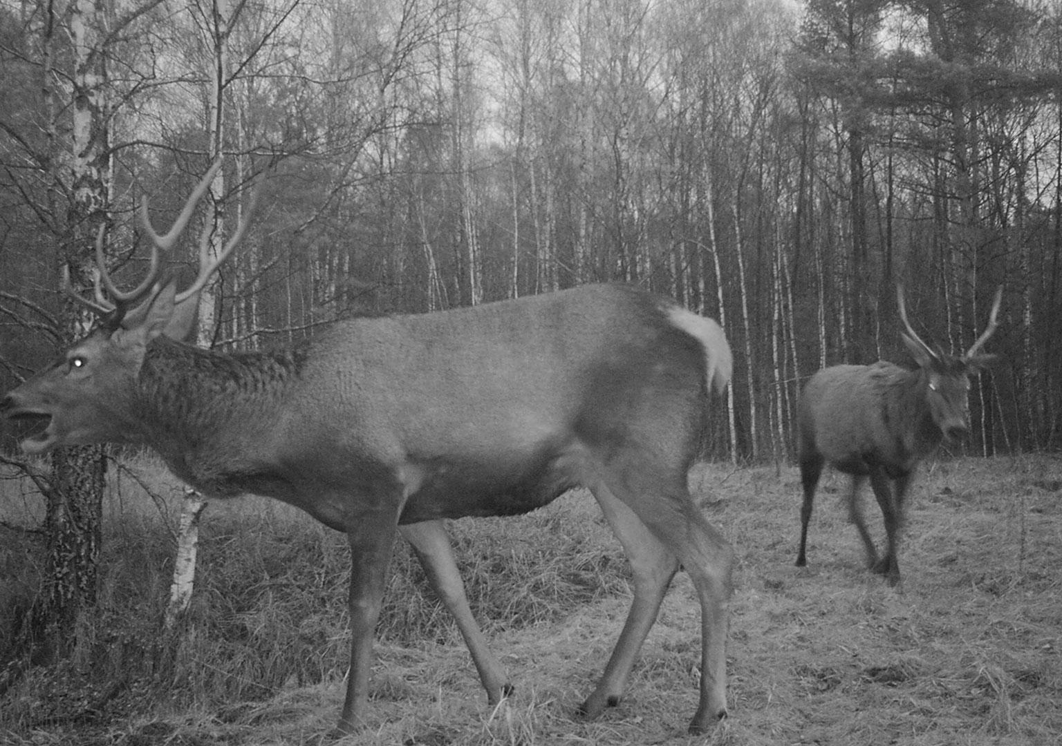 Red deer (Cervus elaphus)