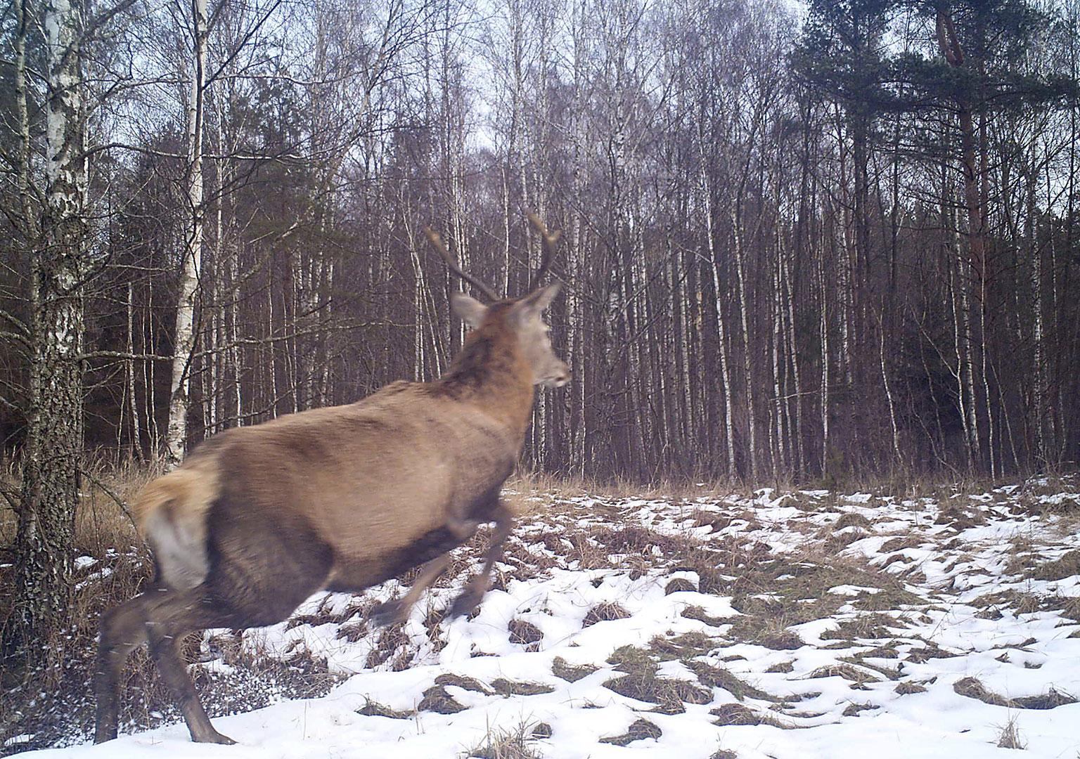 Red deer (Cervus elaphus)