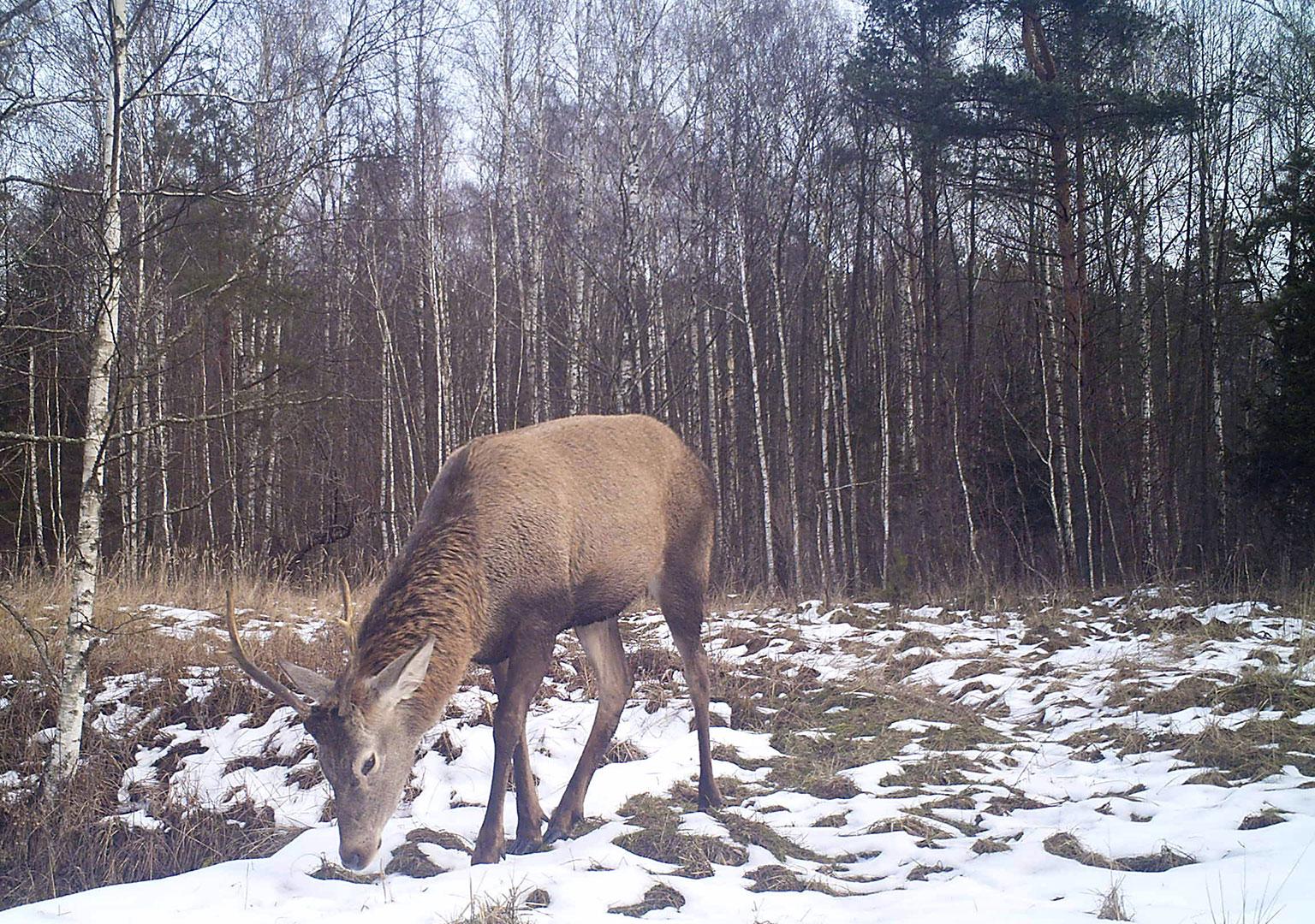 Red deer (Cervus elaphus)