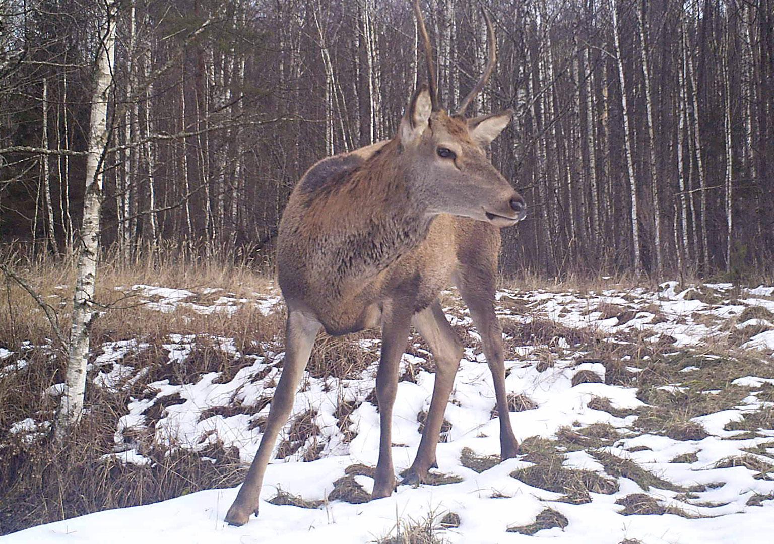 Red deer (Cervus elaphus)