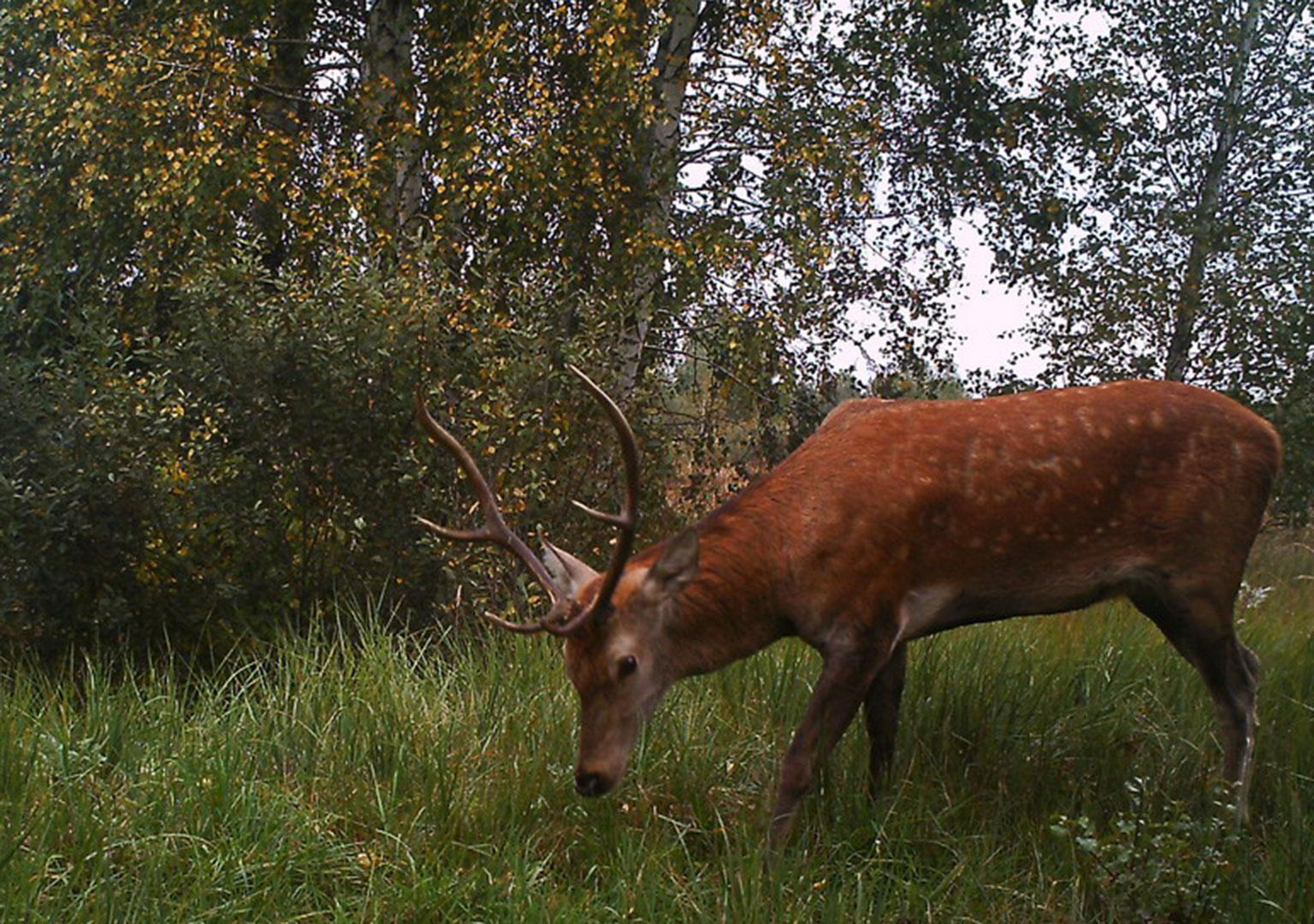 Red deer (Cervus elaphus)