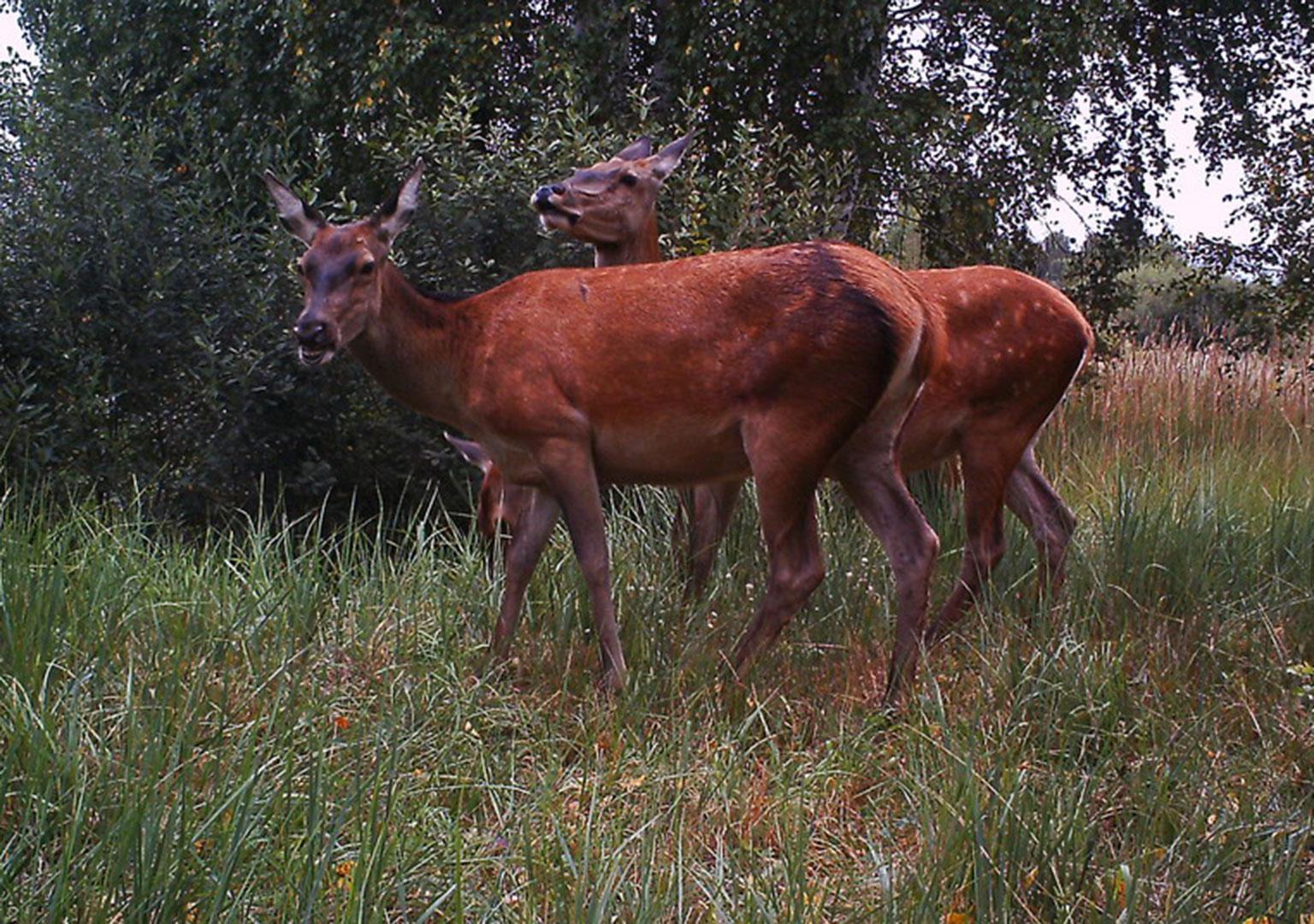 Red deer (Cervus elaphus)