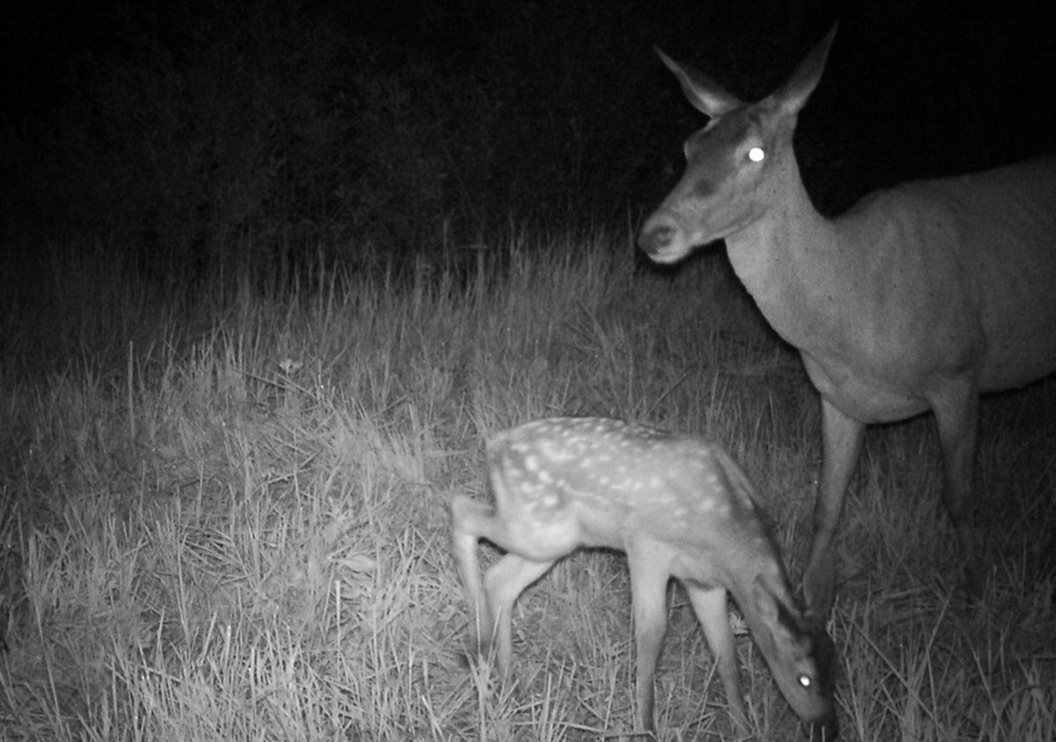 Red deer (Cervus elaphus)