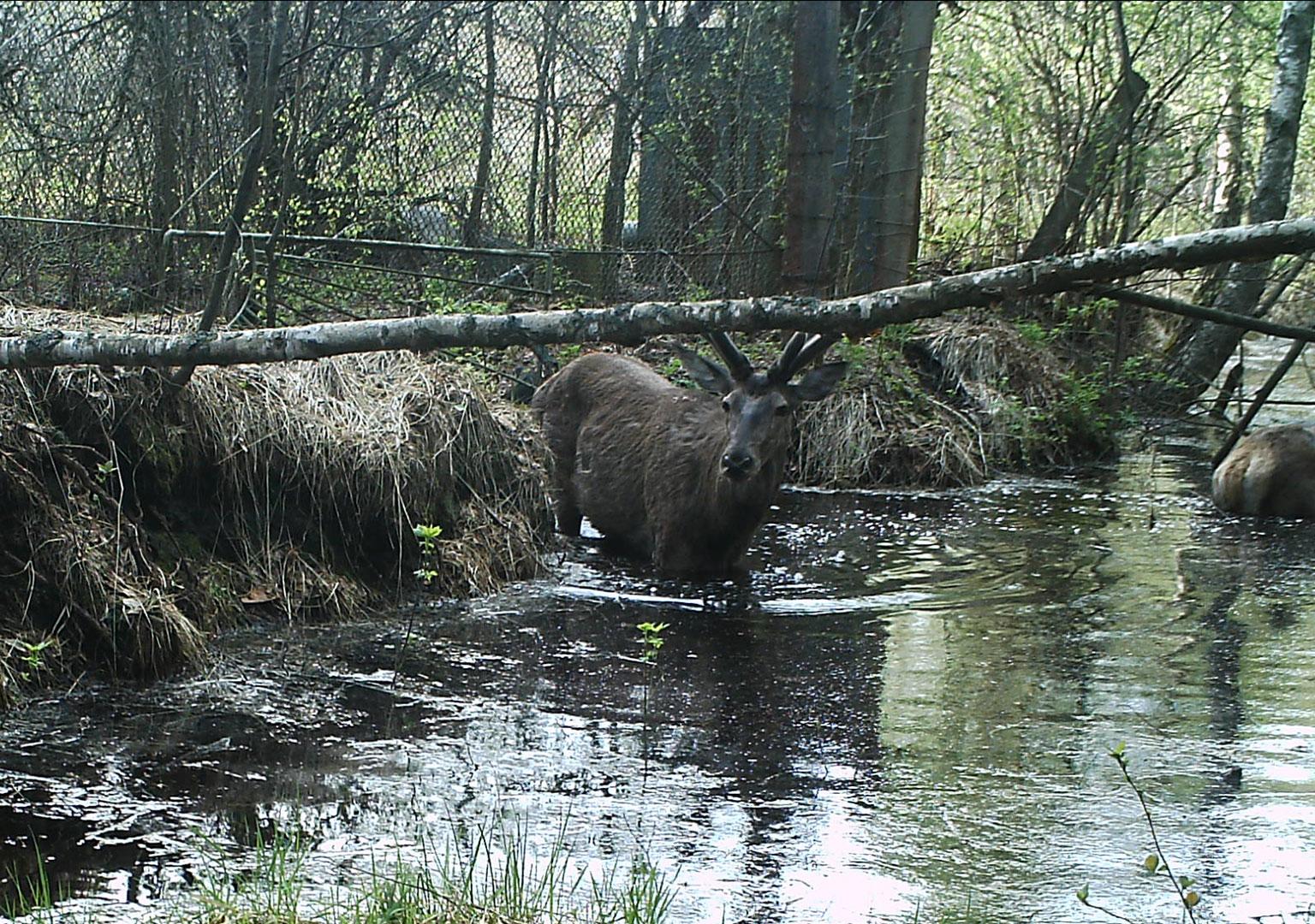 Red deer (Cervus elaphus)